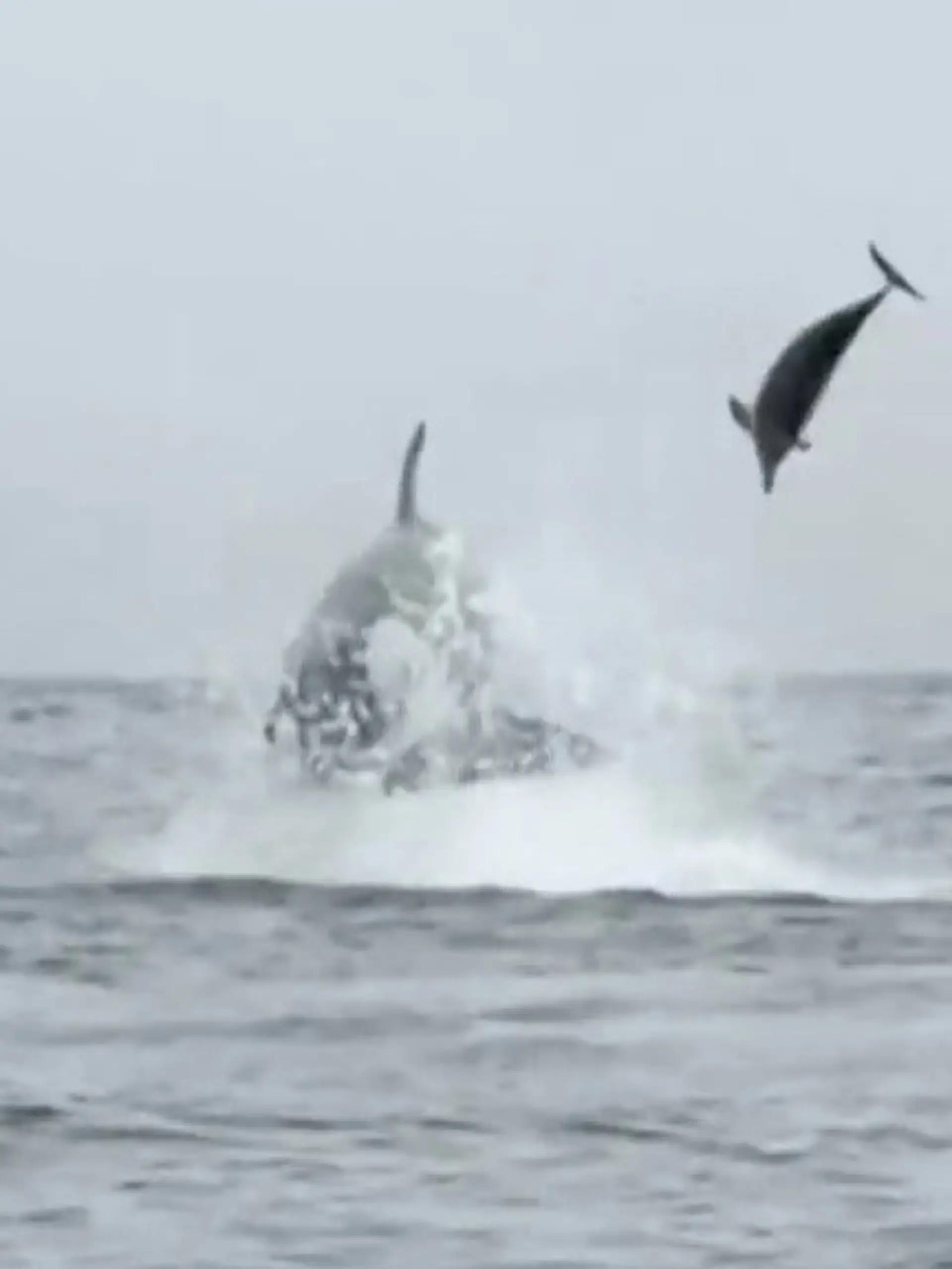 Bild zu: "Spektakuläre Jagdszenen! Orcas wirbeln ihre Riesenbeute meterweit durch die Luft"