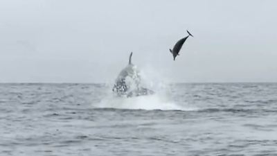 Bild von Spektakuläre Jagdszenen! Orcas wirbeln ihre Riesenbeute meterweit durch die Luft