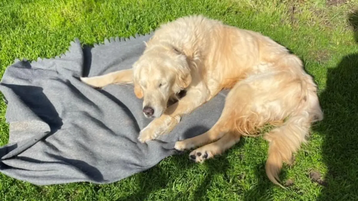 Golden Retriever liegt auf Decke