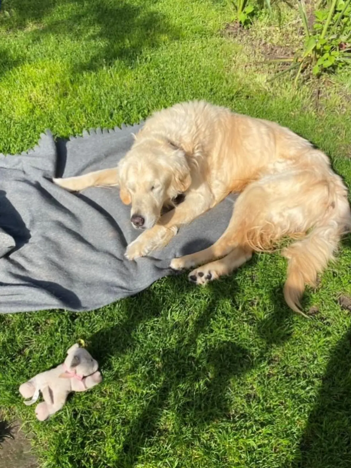 Golden Retriever liegt auf Decke