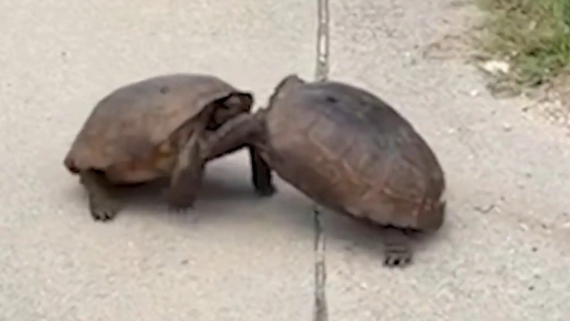 Reptilien gehen aufeinander los – mitten im Wohngebiet! Schildkröten-Schlägerei in der Einfahrt