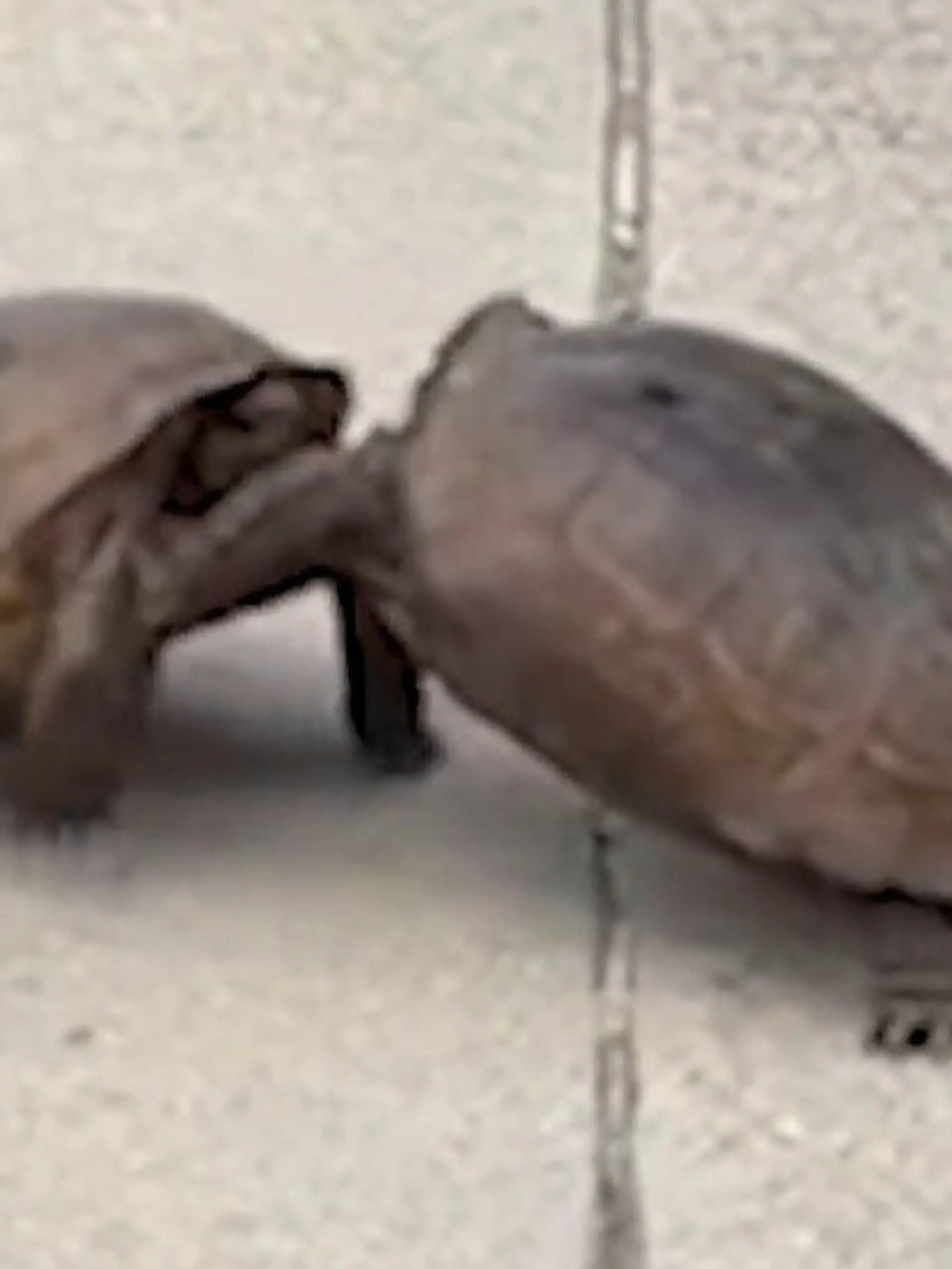 Bild zu: "Reptilien gehen aufeinander los – mitten im Wohngebiet! "