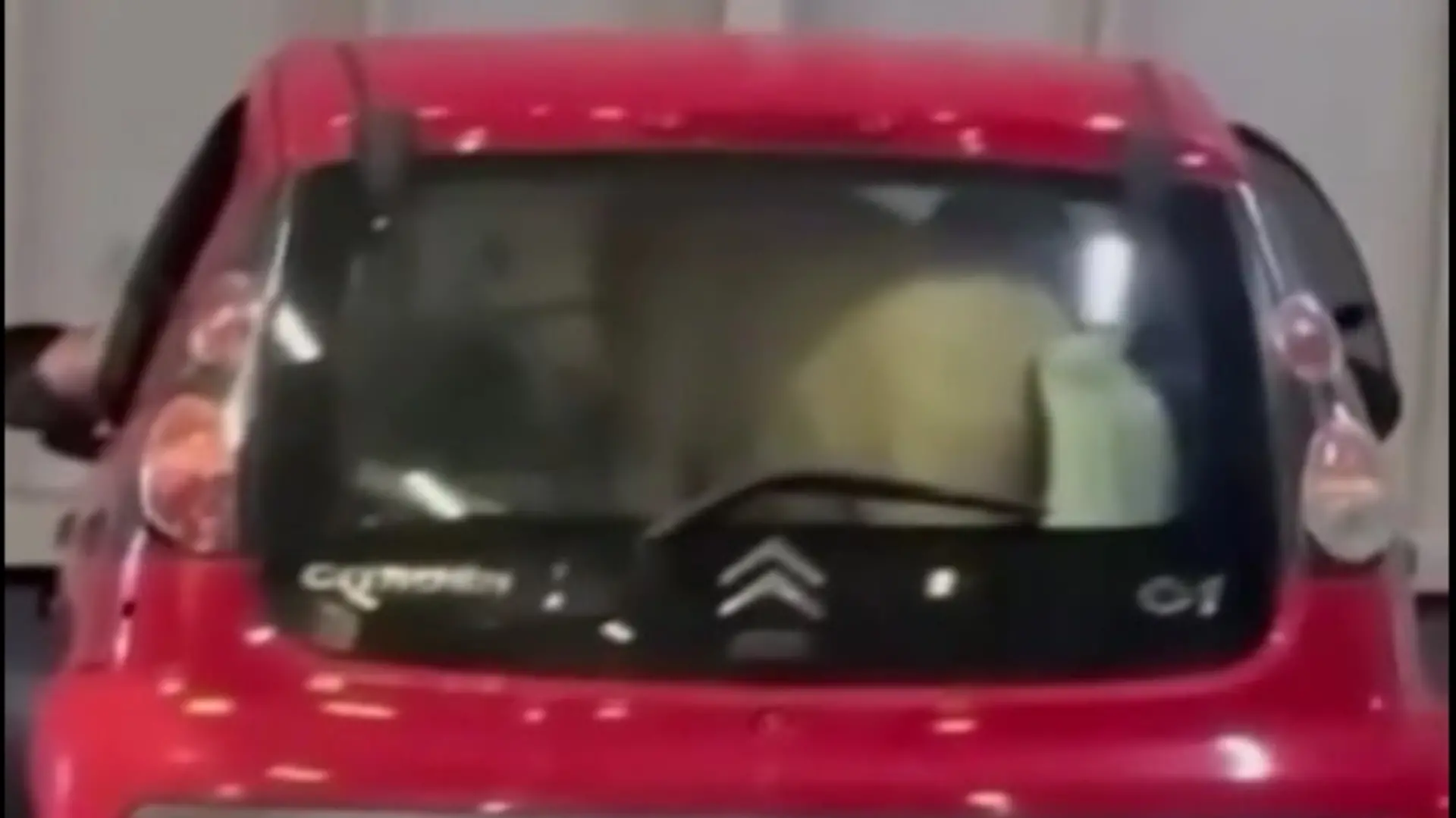 Pony in Kleinwagen auf Fähre verladen