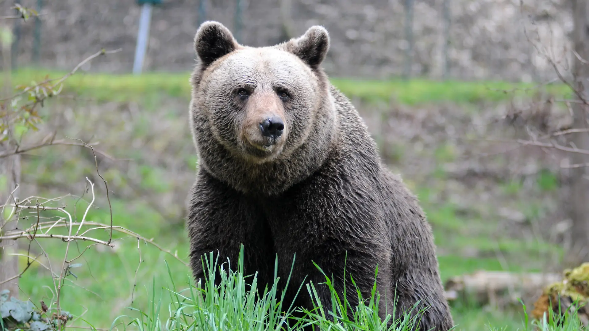 Italy, Trento - May 15, 2024 Provincial councilor Roberto Failoni of the Autonomous Province of Trento, announced that in the next autumn the bear known as JJ4 will be transferred to the Alternative Wolf and Bear Park refuge located in Bad Rippoldsau-Schapbach, Black Forest in Germany. Bear JJ4 a 17-year-old female, was captured after the fatal attack on Andrea Papi, 26, near the village of Caldes province of Trento Photo shows Bear JURKA, mother of JJ4. Photo dated April 2023 (Alternative Wolf and Bear Park refuge located in Bad Rippoldsau-Schapbach, Black Forest in Germany).