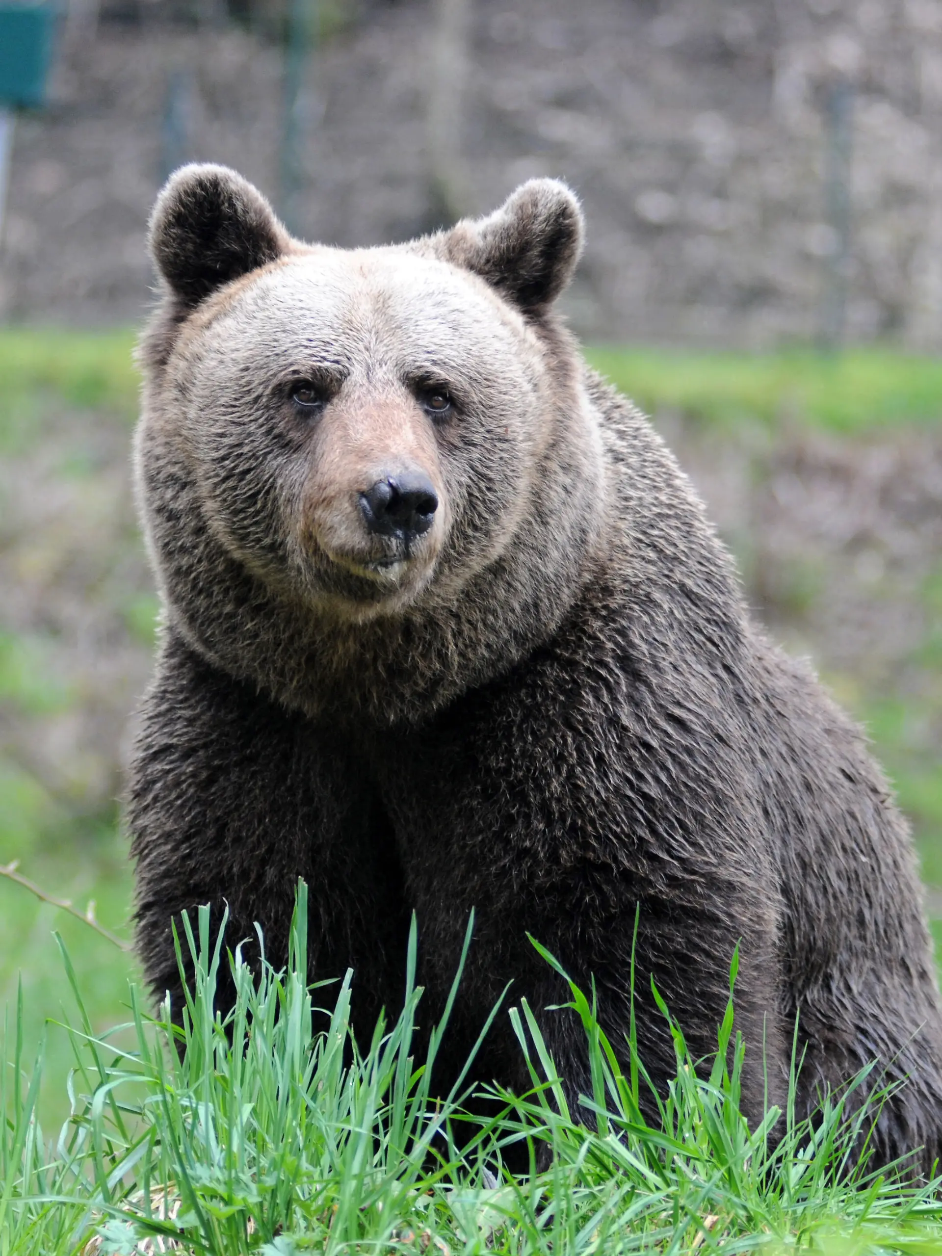 Italy, Trento - May 15, 2024 Provincial councilor Roberto Failoni of the Autonomous Province of Trento, announced that in the next autumn the bear known as JJ4 will be transferred to the Alternative Wolf and Bear Park refuge located in Bad Rippoldsau-Schapbach, Black Forest in Germany. Bear JJ4 a 17-year-old female, was captured after the fatal attack on Andrea Papi, 26, near the village of Caldes province of Trento Photo shows Bear JURKA, mother of JJ4. Photo dated April 2023 (Alternative Wolf and Bear Park refuge located in Bad Rippoldsau-Schapbach, Black Forest in Germany).