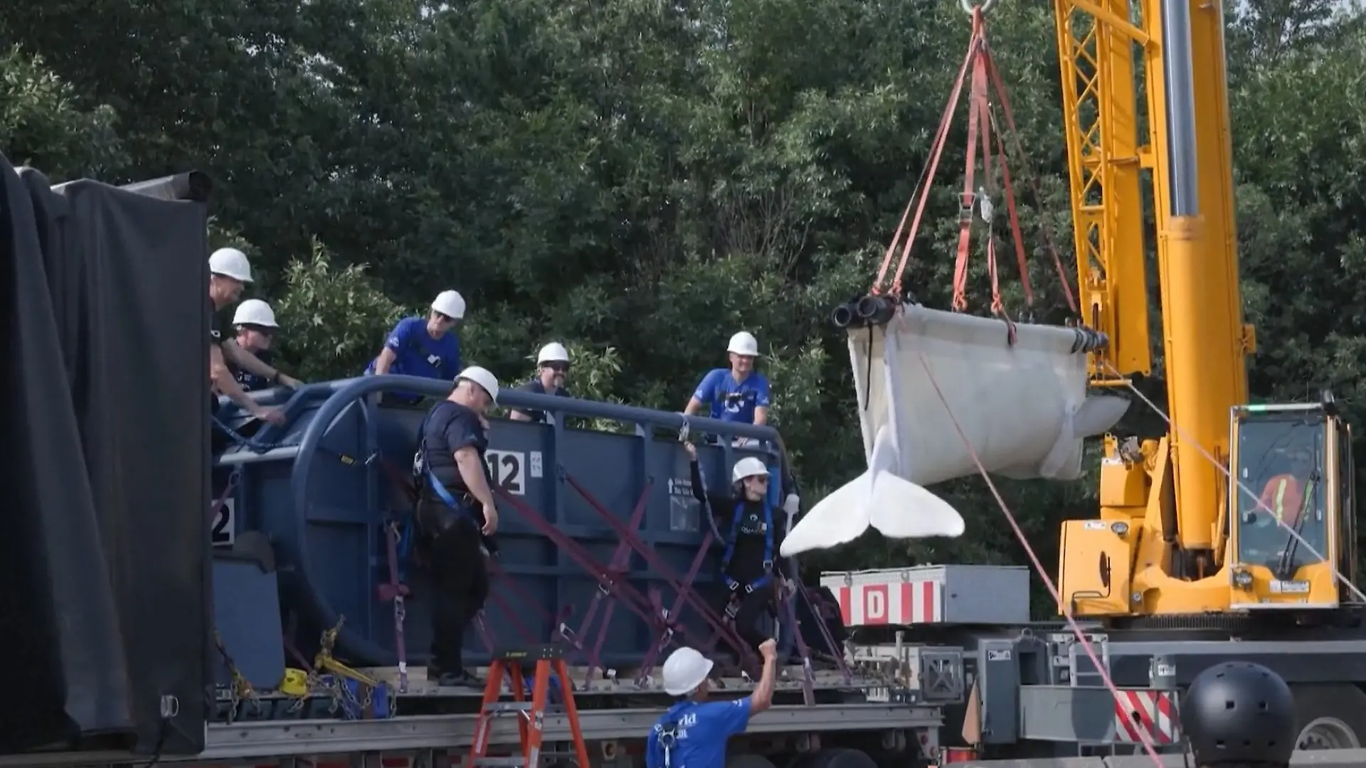 Spektakuläre Umsiedlung! 30 Beluga-Wale aus umstrittenem Tierpark befreit Tierrettung per Flugzeug