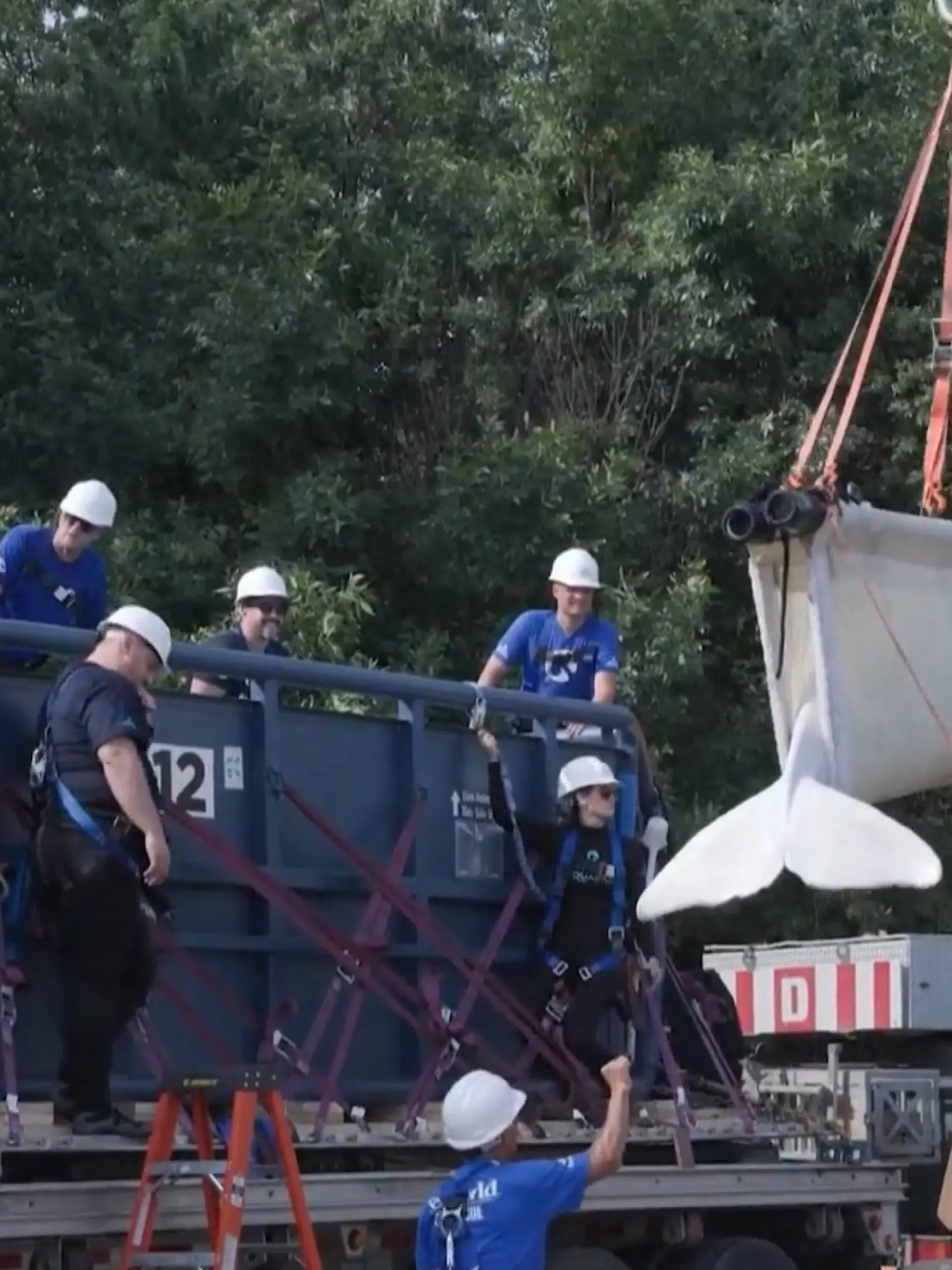 Bild zu: "Spektakuläre Umsiedlung! 30 Beluga-Wale aus umstrittenem Tierpark befreit"