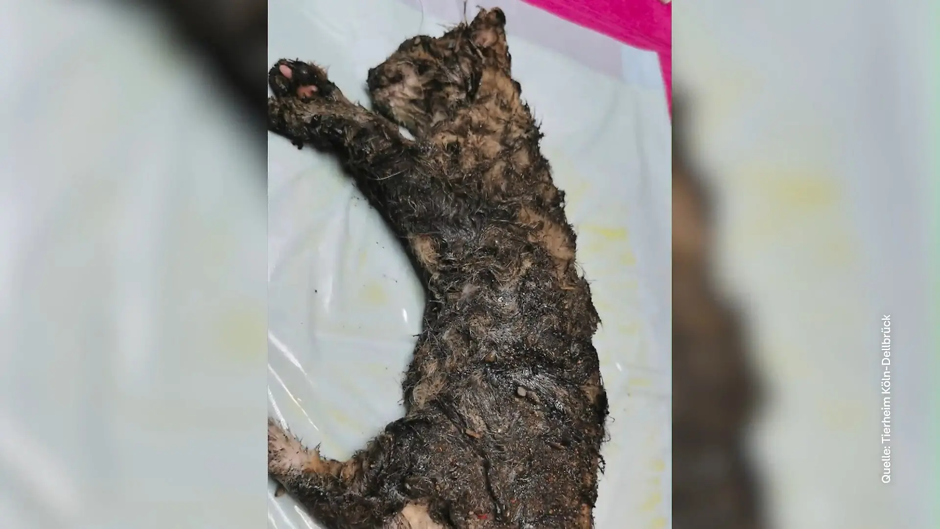 Tierheim sucht Hinweise nach Fund von verklebter Katze Kleines Kätzchen in Köln gerettet
