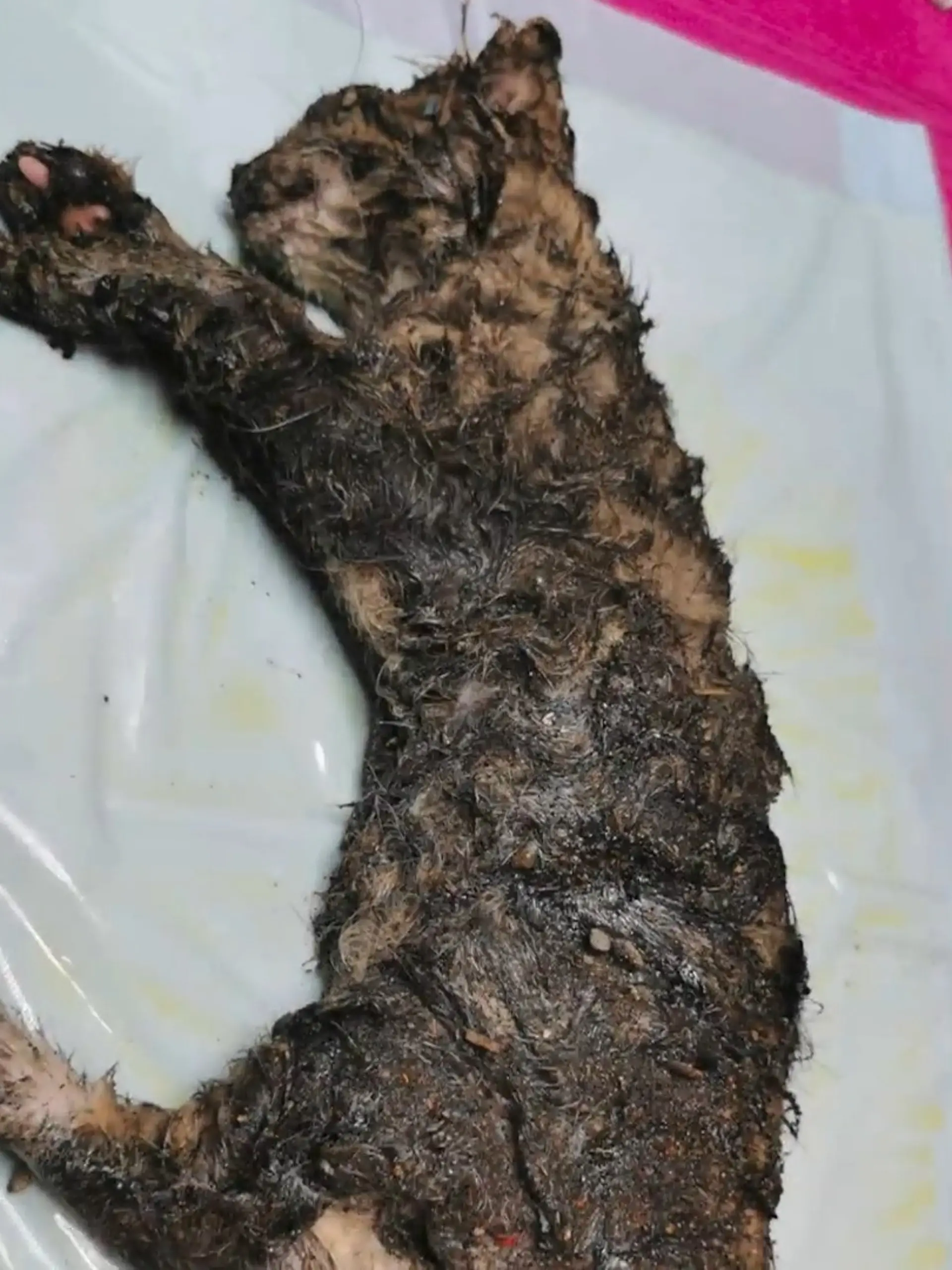 Bild zu: "Tierheim sucht Hinweise nach Fund von verklebter Katze"