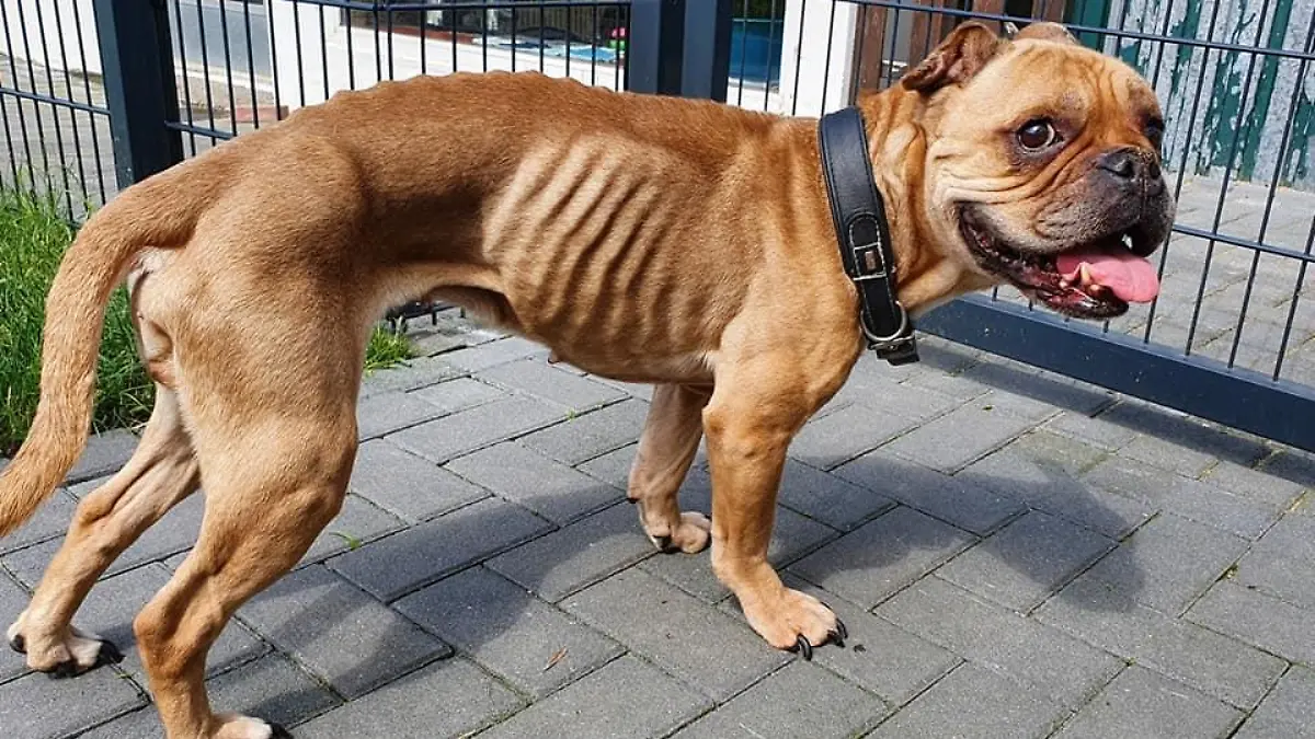 abgemagerter Hund