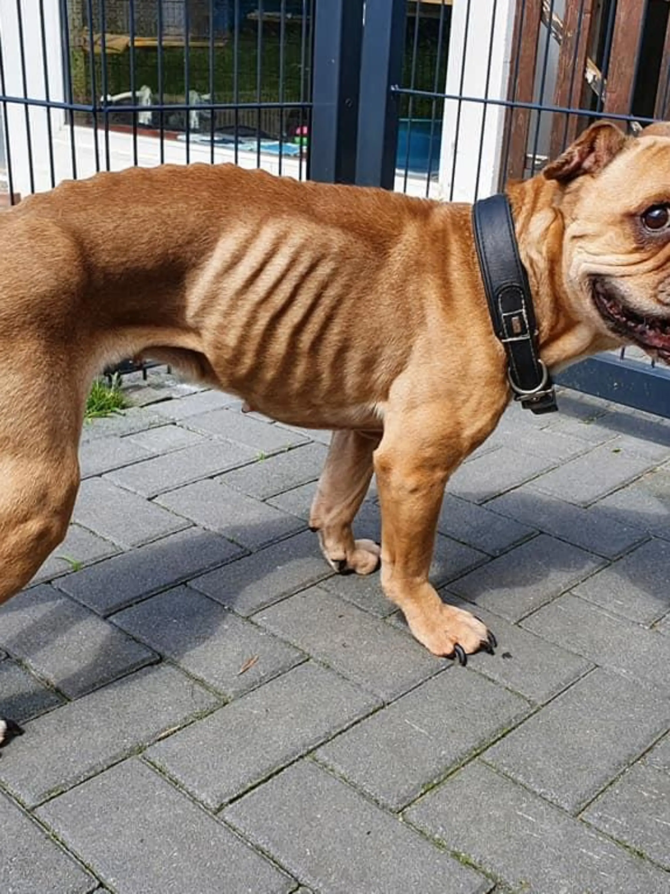 abgemagerter Hund
