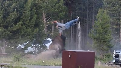 Bild von Bison-Attacke wird zum Internet-Kult