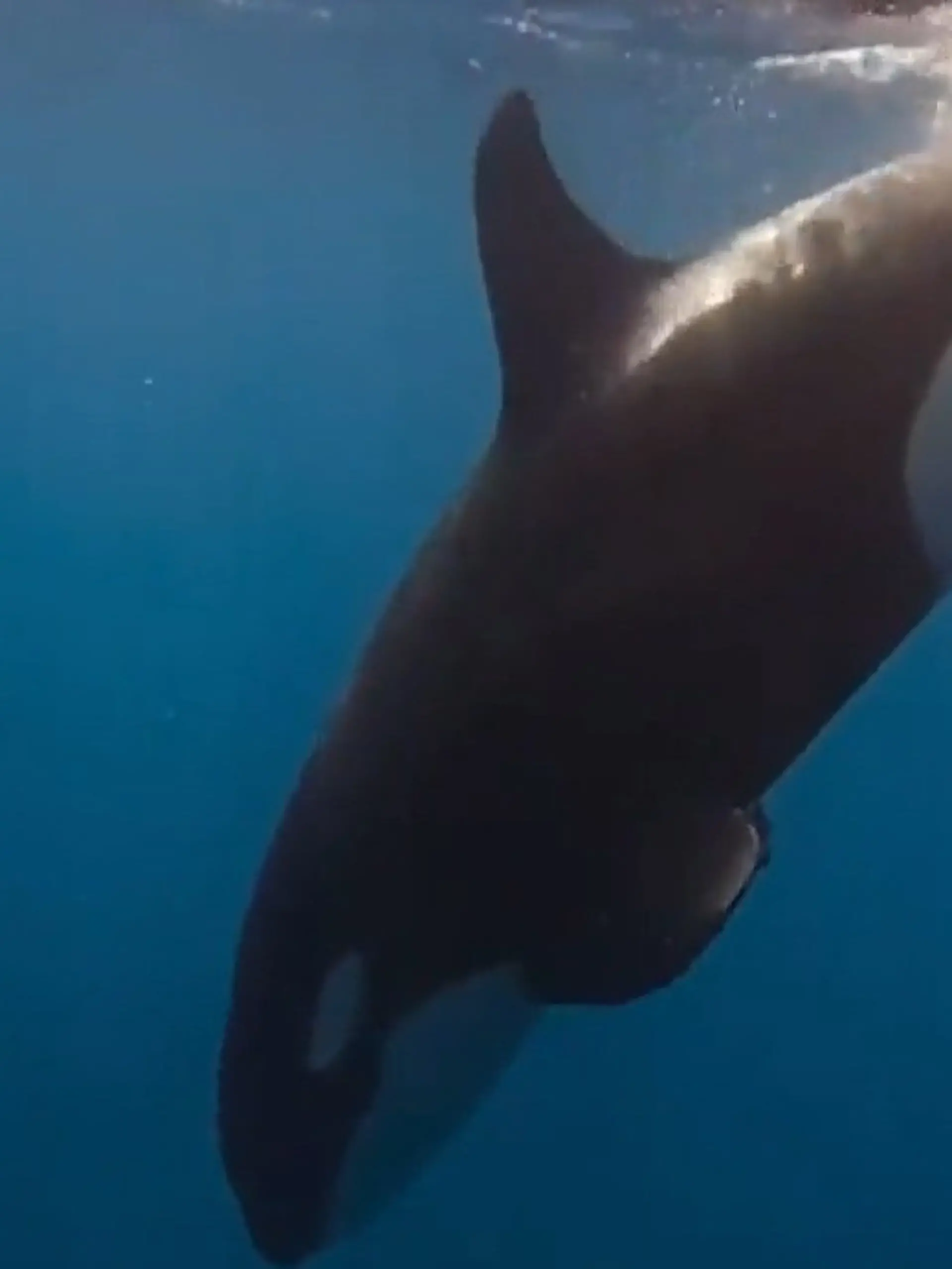 Bild zu: "Noch nie zuvor gesehen! Orcas zerteilen XXL-Beute mit DIESER Killer-Technik"
