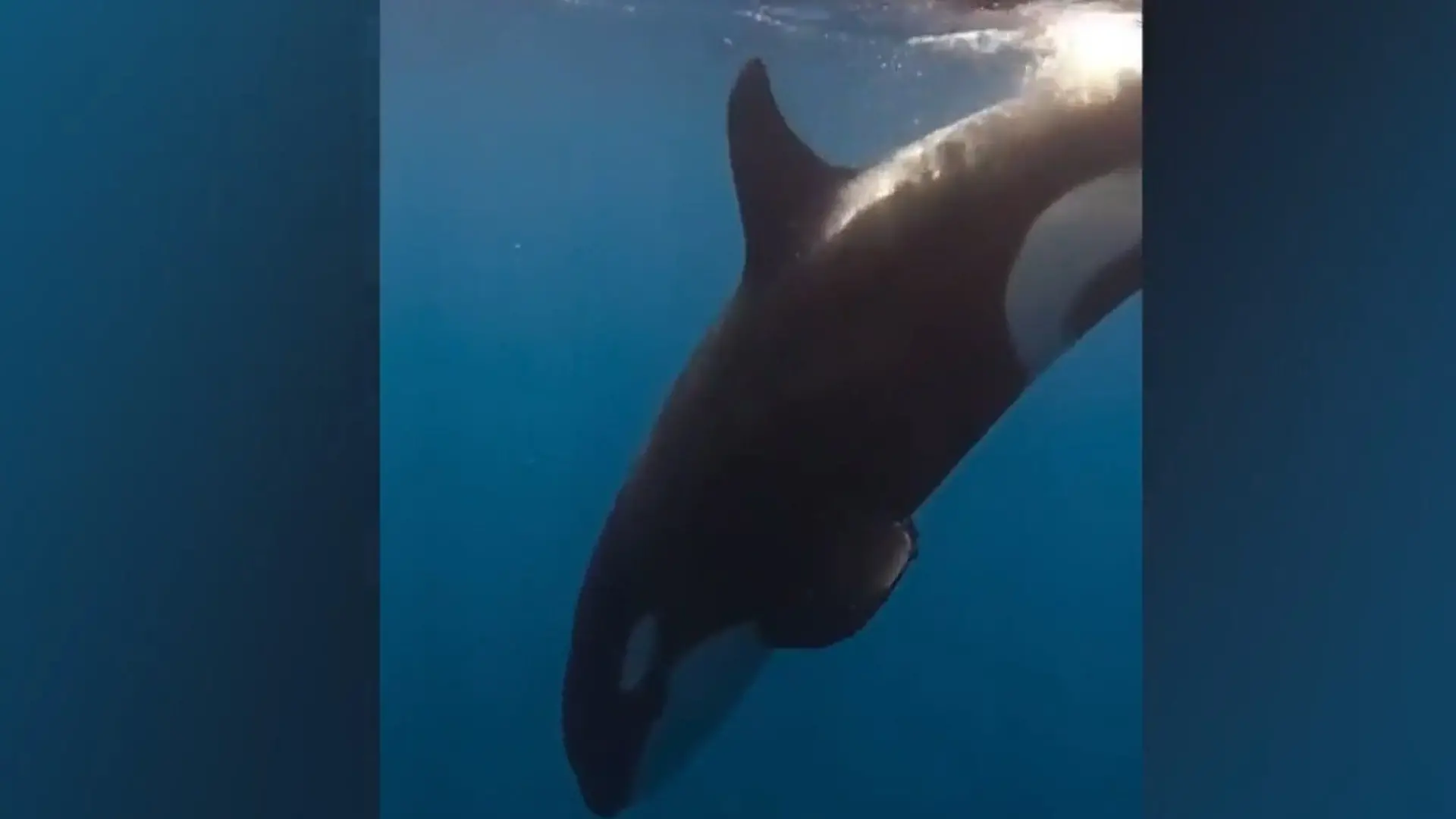 Noch nie zuvor gesehen! Orcas zerteilen XXL-Beute mit DIESER Killer-Technik Meereskreatur in Tausend Stücke gerissen