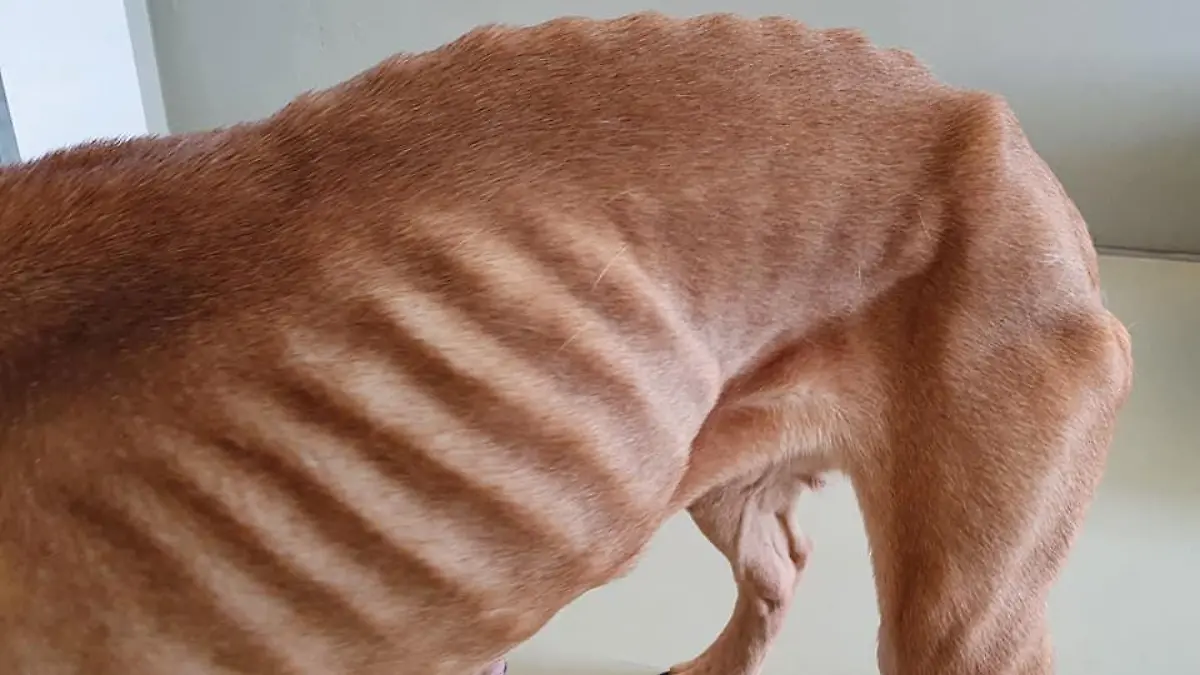 abgemagerter Hund