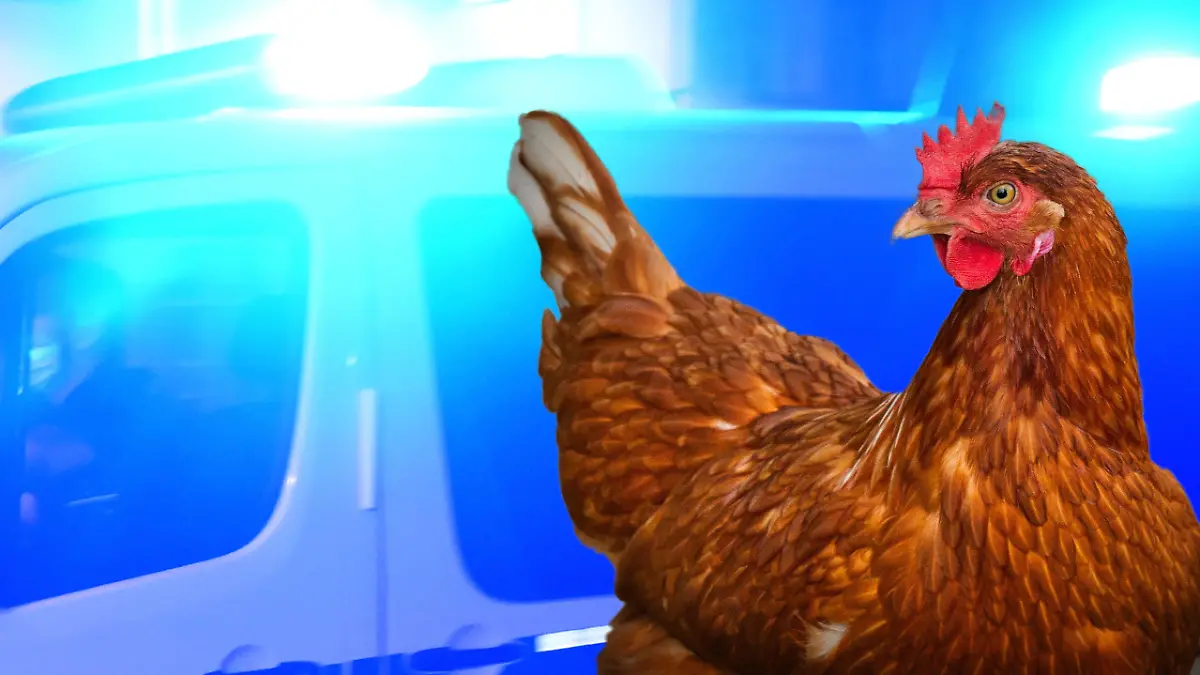 Passanten meldeten der Polizei einen betrunkenen Mann – inklusive Huhn unter dem Arm.