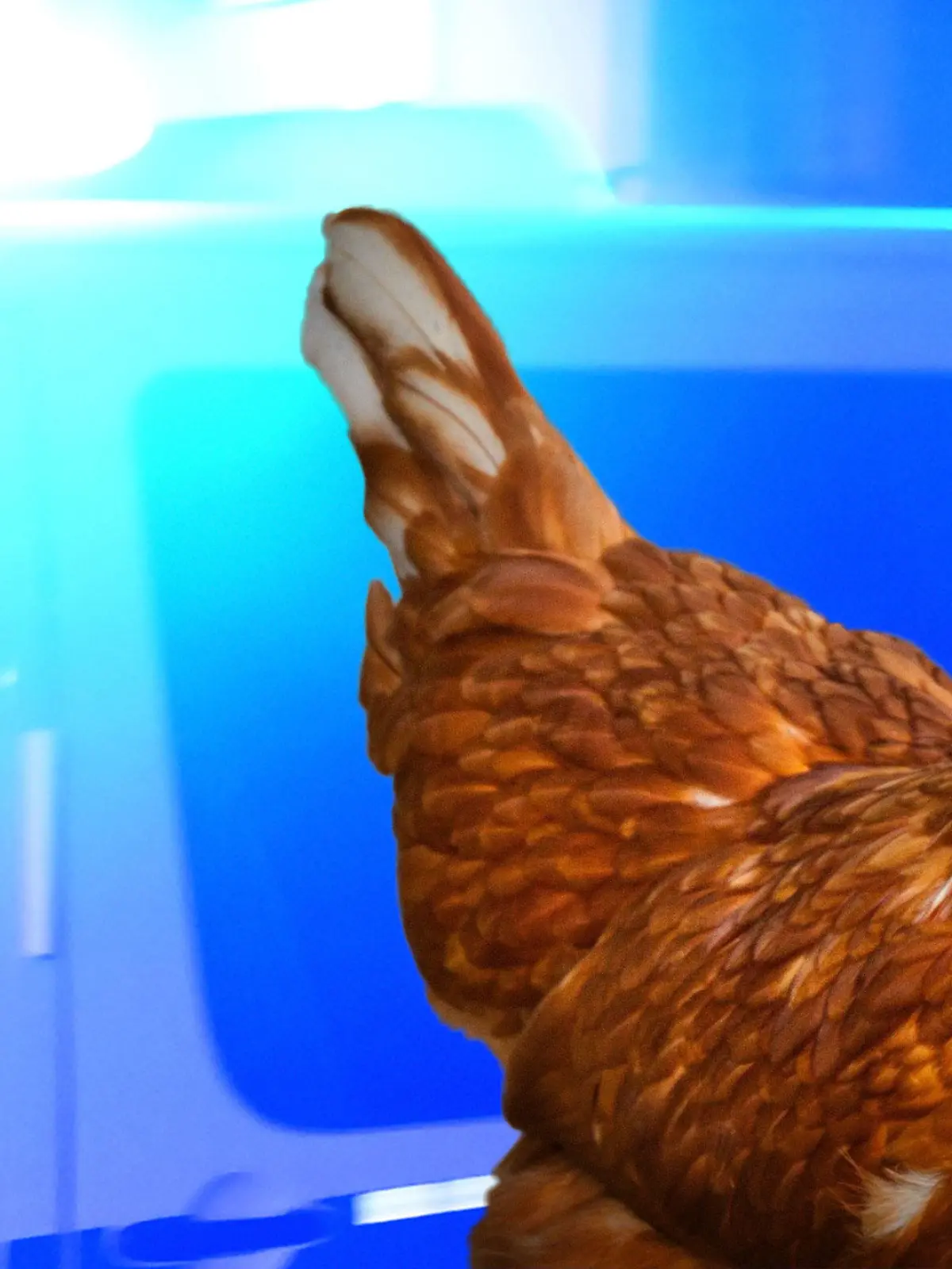 Passanten meldeten der Polizei einen betrunkenen Mann – inklusive Huhn unter dem Arm.