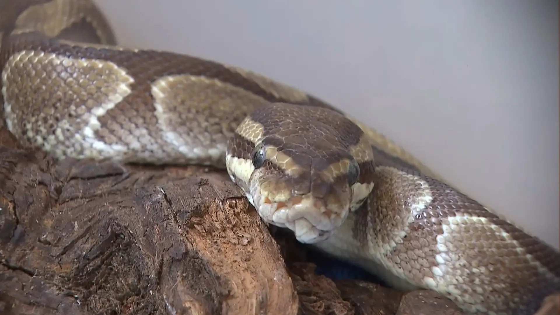 Schlangen-Alarm in Hessen! Riesiger Python bricht aus – Polizei warnt Nachbarn in Angst