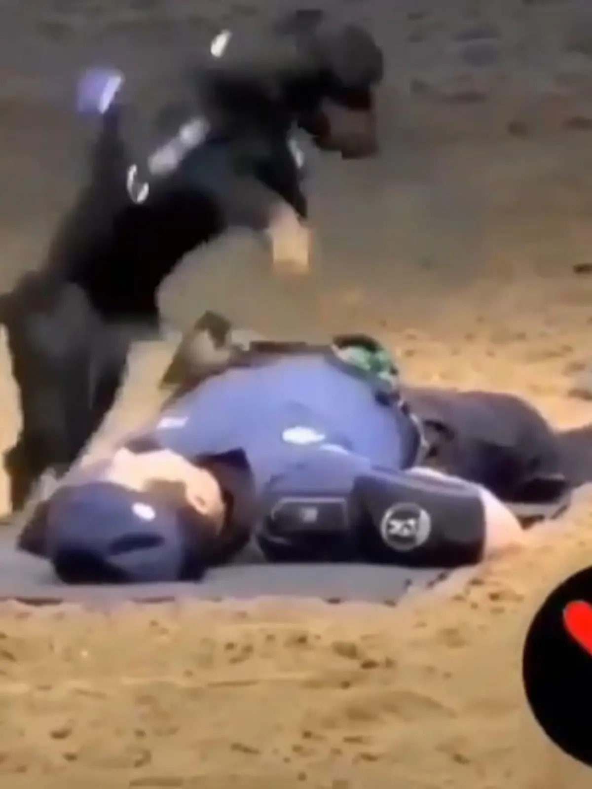 Bild zu: "Herz-Lungen-Massage vom Polizeihund"