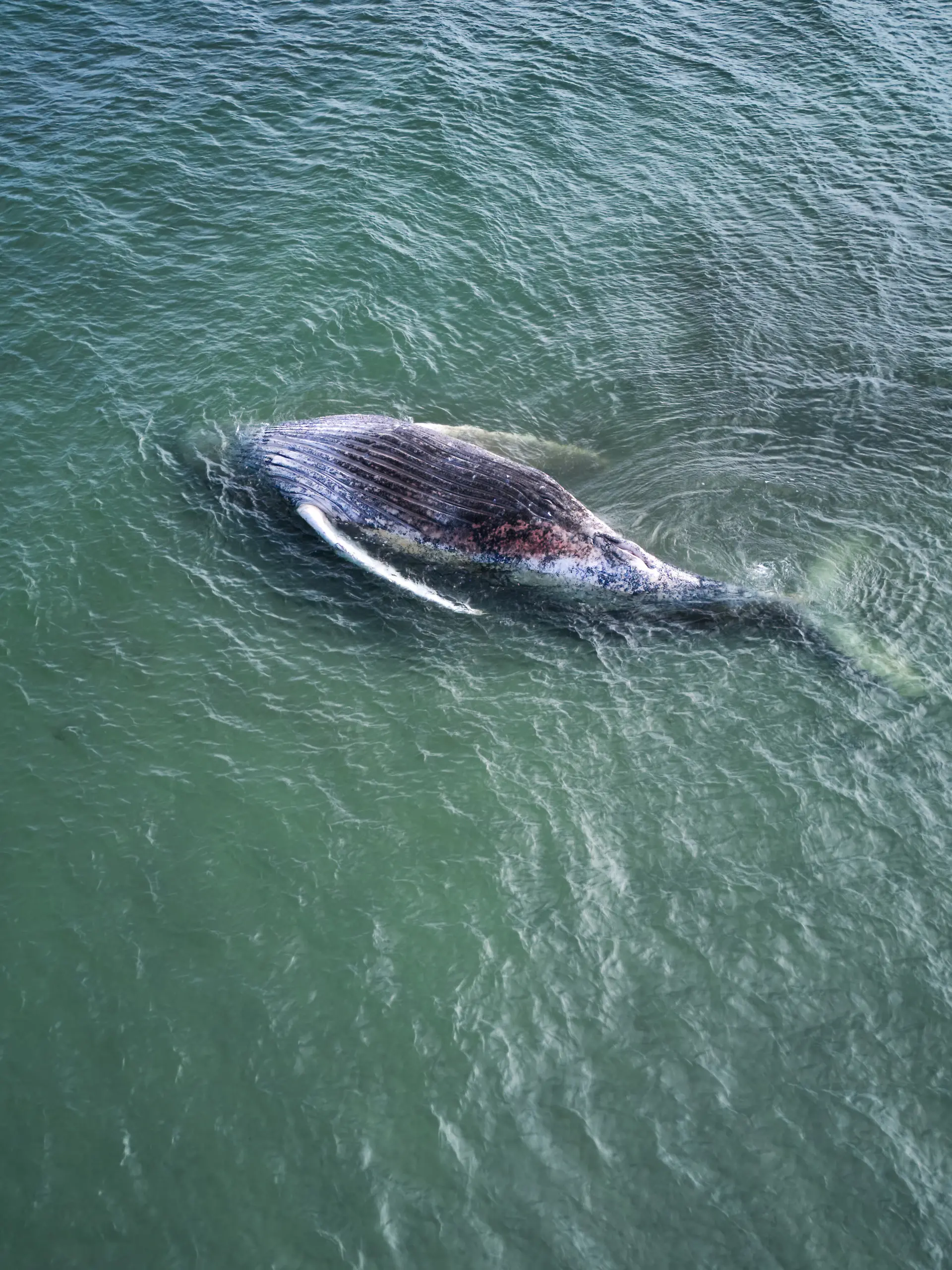 Ein toter Wal liegt vor der dänischen Insel Anholt