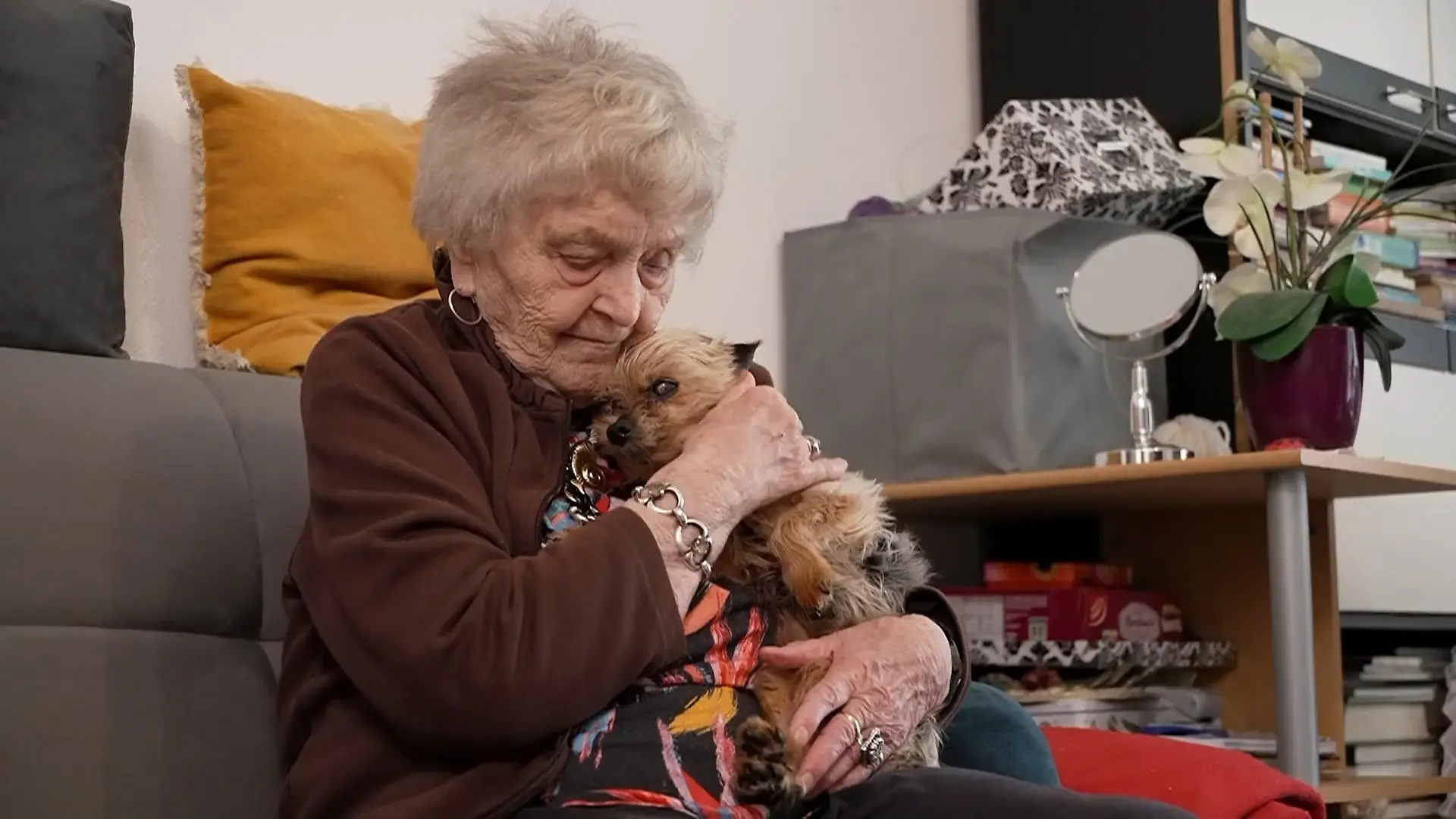 Demenz bei Hunden Yorkshire-Terrier ist 19 Jahre alt