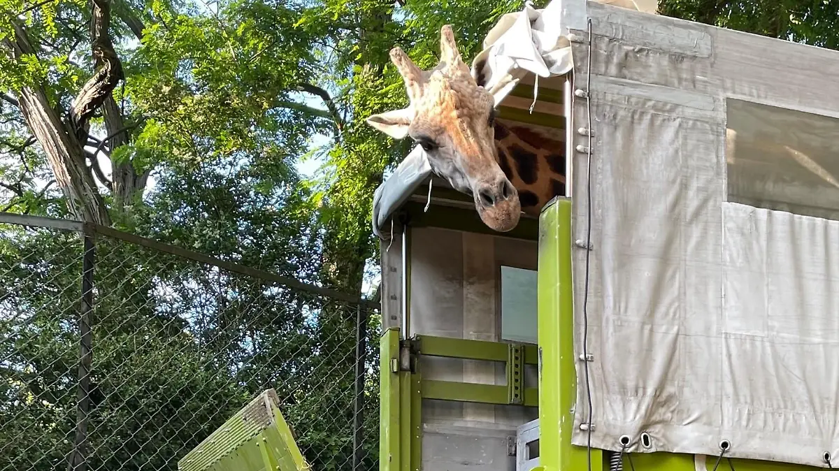 Giraffe Chali