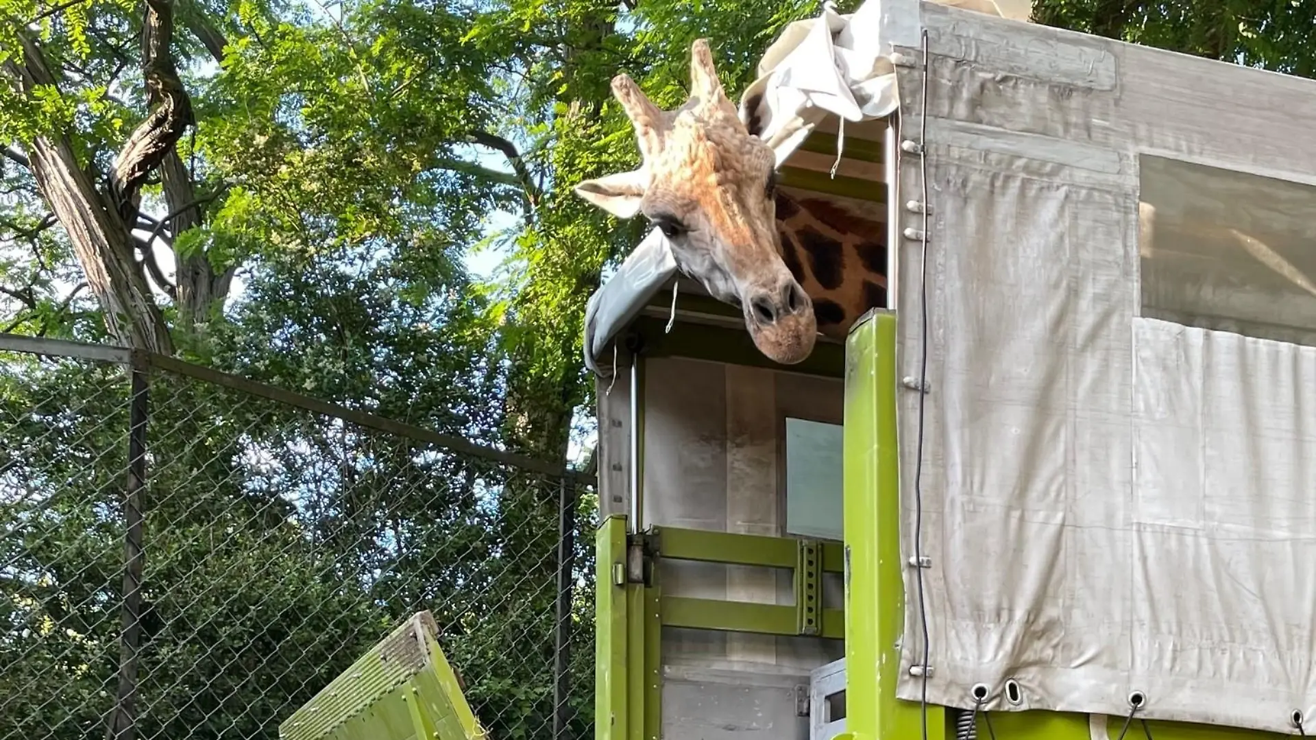 Giraffe Chali