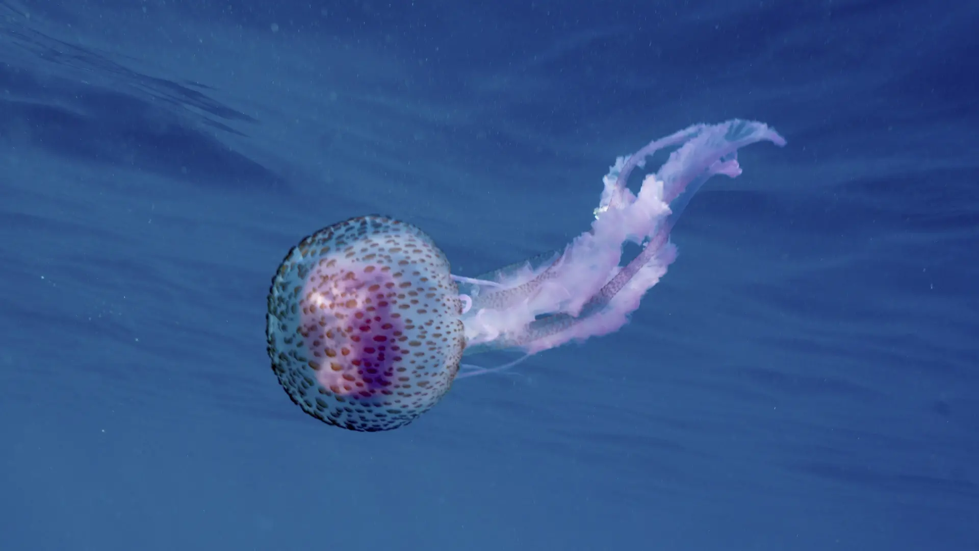 Einzelne Leuchtqualle (Pelagia noctiluca) schwimmt im tiefblauen Wasser an der Costa Brava in Spanien.