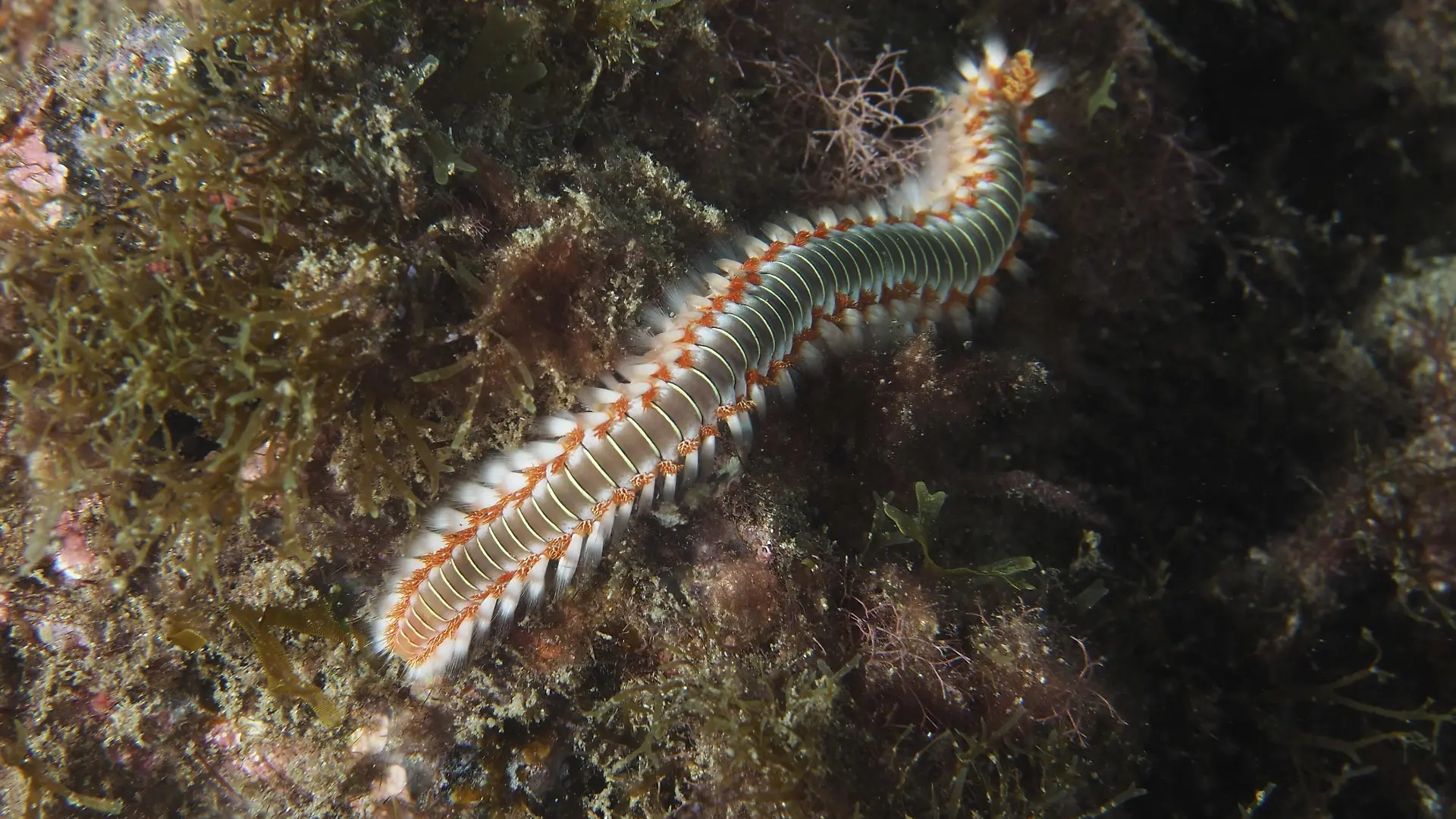 Ein bunter Borstenwurm kriecht über den mit Algen bewachsenen Meeresboden.