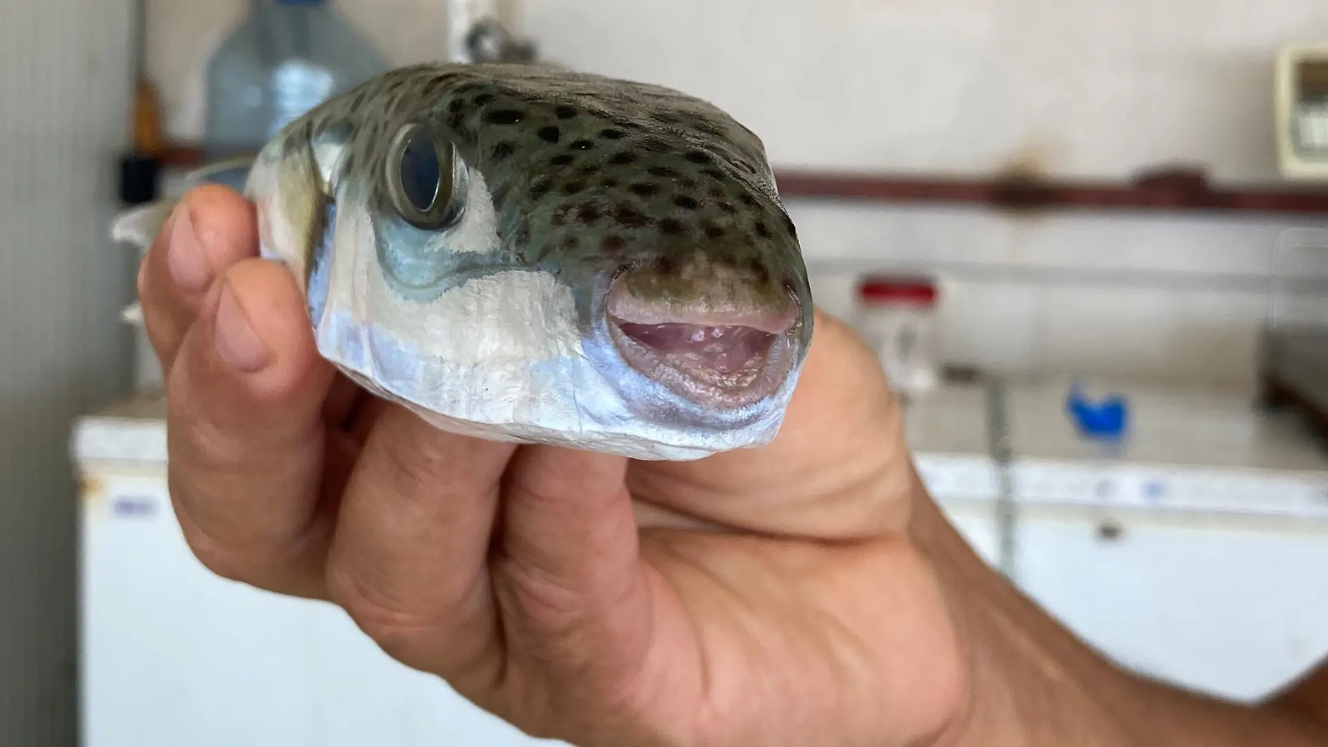 Der Hasenkopf-Kugelfisch bereitet Fischern im östlichen Mittelmeer große Sorgen.