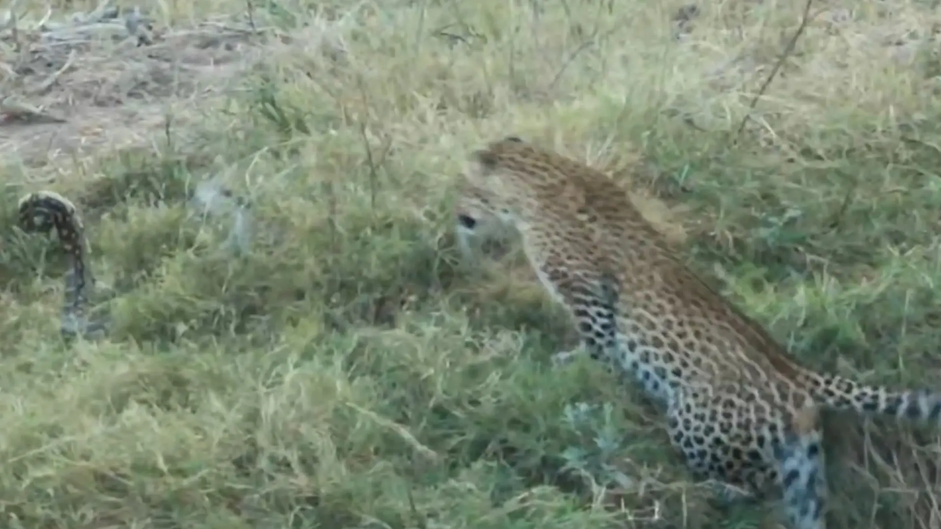 Panischer Sprung! Leopard in Angst – weil er diesem Tier begegnet Schreckmoment bei Safari