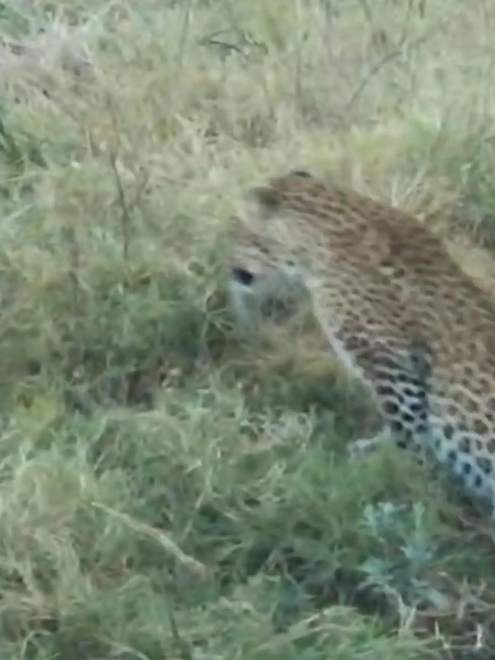 Bild zu: "Panischer Sprung! Leopard in Angst – weil er diesem Tier begegnet"