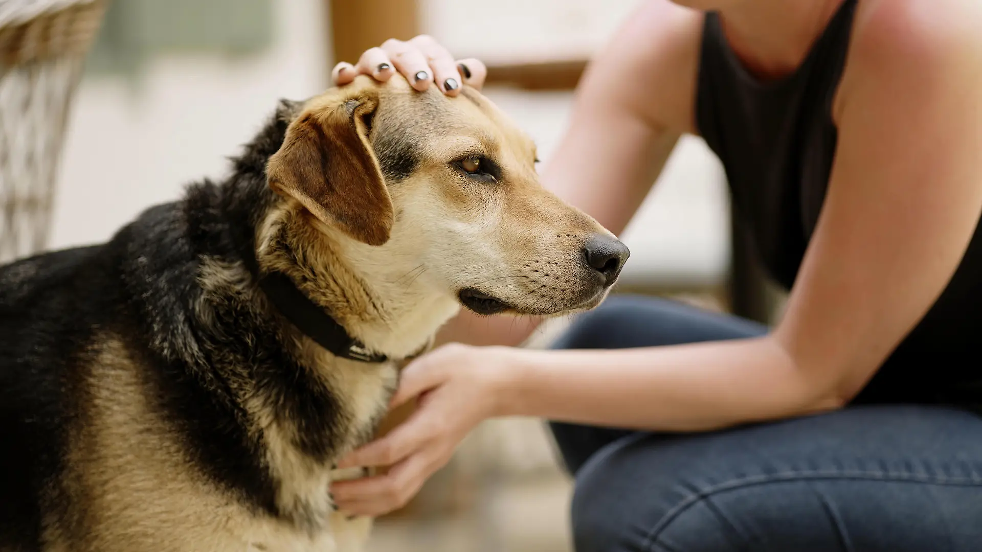 Viele Hunde werden gerne gestreichelt – aber nicht überall.