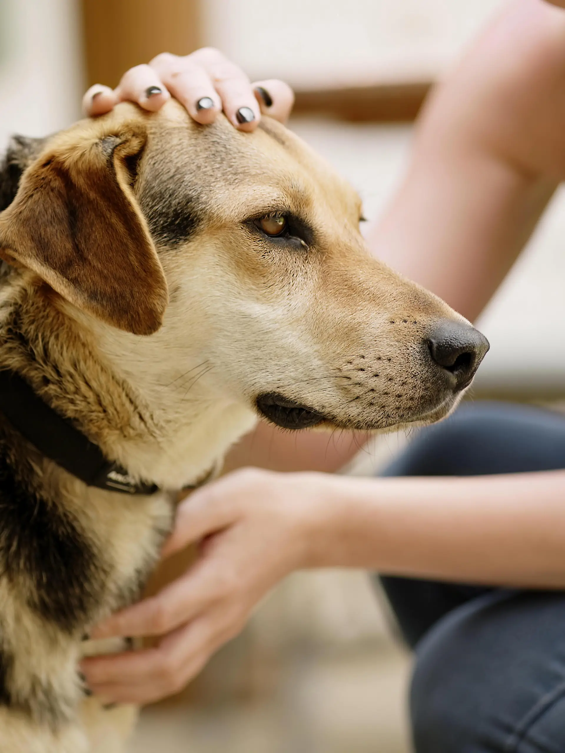 Viele Hunde werden gerne gestreichelt – aber nicht überall.