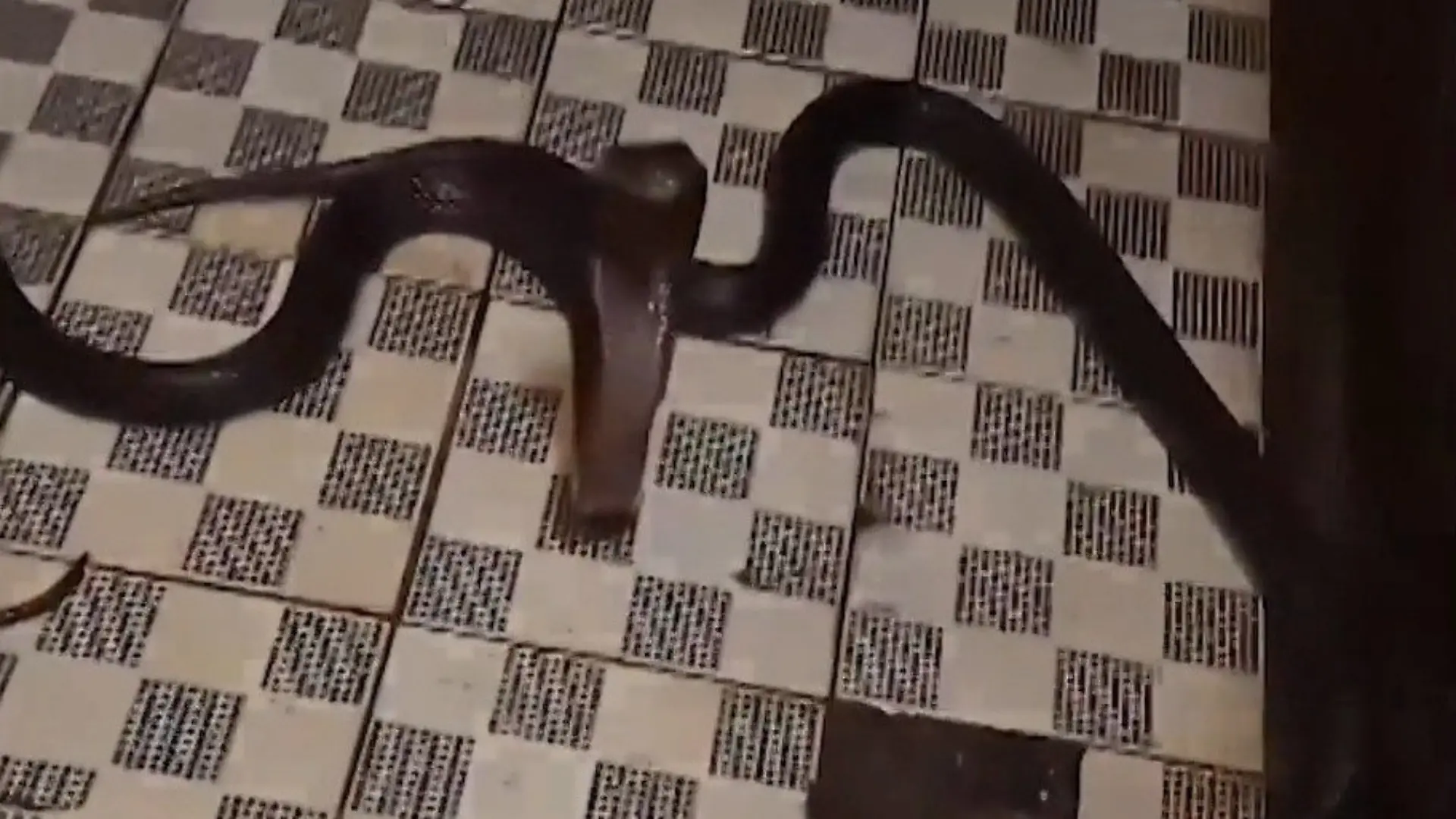Panik auf der Toilette! Mann wird von zwei Schlangen überrascht Horror unter den Beinen