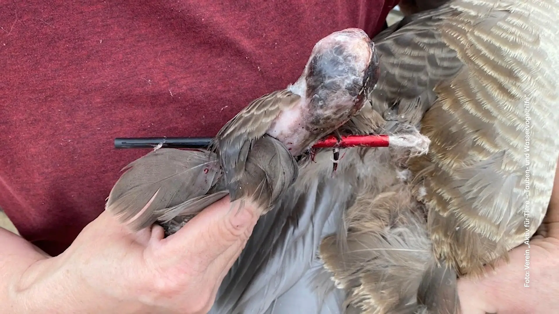 Tierquälerei am Kemnader See PETA setzt Belohnung aus