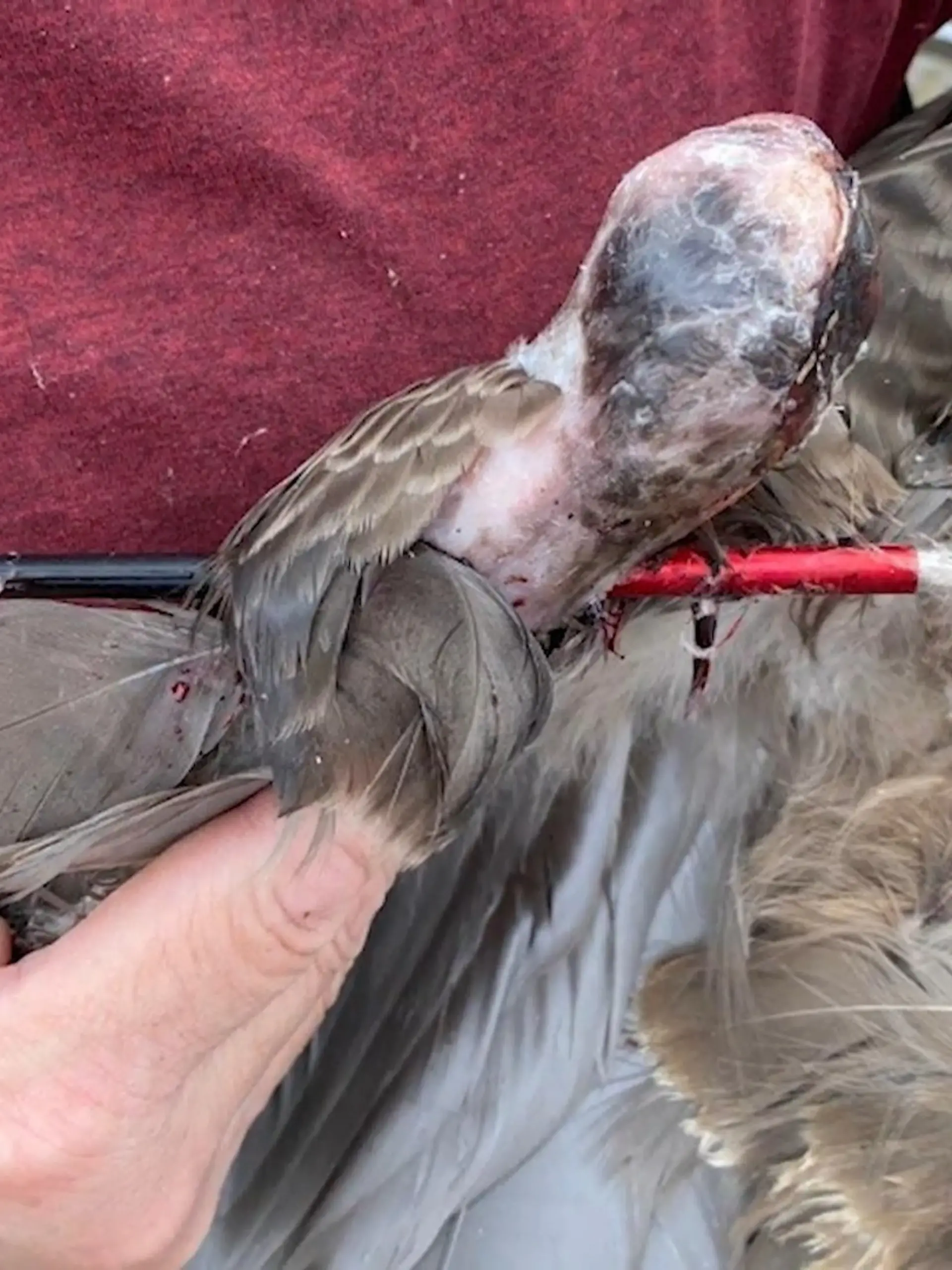 Bild zu: "Tierquälerei am Kemnader See"