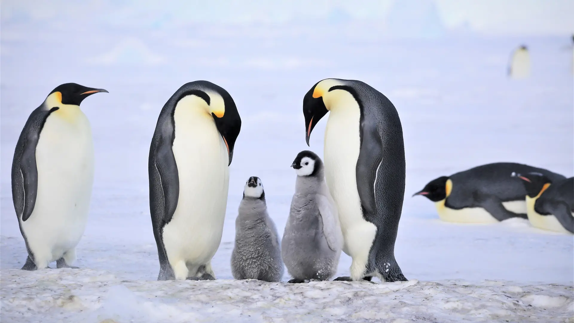 Kaiserpinguine mit ihren Küken. Ein Eisberg könnte kürzlich den Bruterfolg in einer der größten Kolonien der Welt beeinträchtigt und den Nachwuchs dezimiert haben. Das berichtet ein südkoreanisches Forschungsteam im Fachjournal «Communications Earth & Environment». +++ dpa-Bildfunk +++