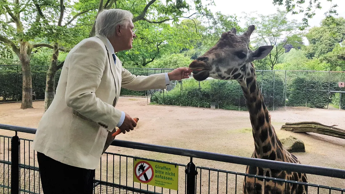 Giraffe Chali