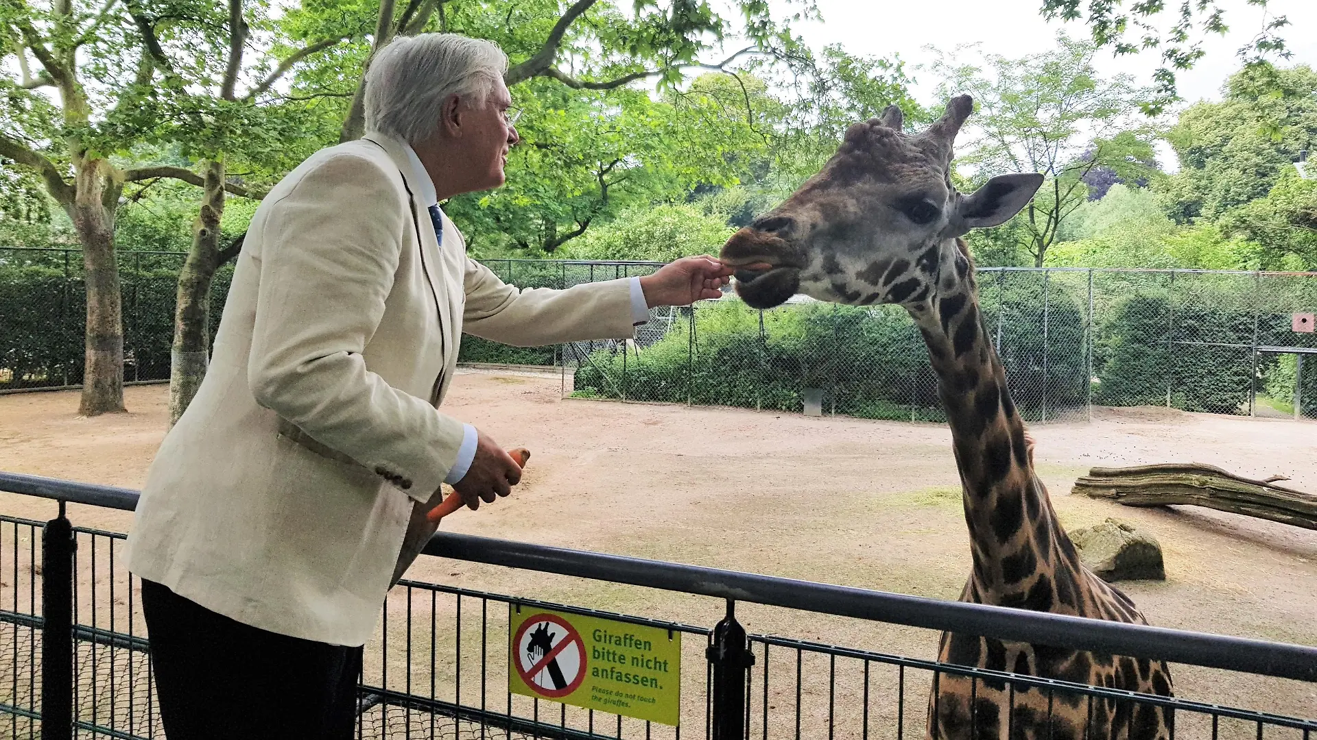 Giraffe Chali