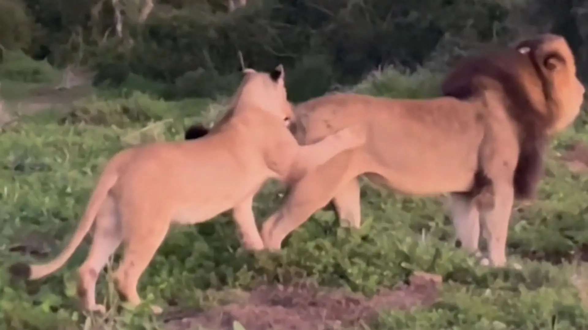 Von wegen Schmusekätzchen! Löwen-Männchen teilt brutal gegen Weibchen aus Während Safari-Tour in Südafrika