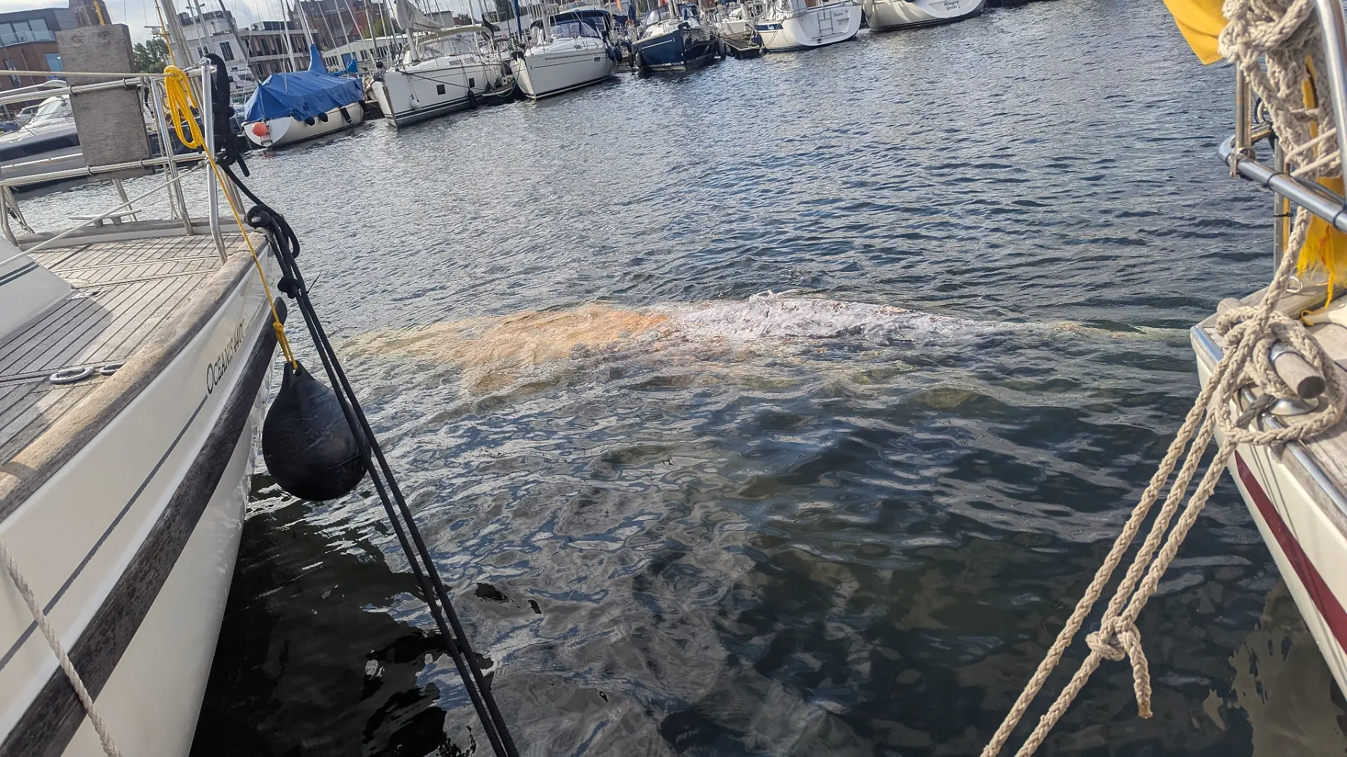 Im Hafen schwimmt ein großer Wal. Das Tier wurde der Wasserschutzpolizeiinspektion Wismar durch das Hafenamt Wismar gemeldet und wird seitdem beobachtet. Um welche Walart es sich handelt, könne laut Schweriner Umweltministerium bislang nicht abschließend gesagt werden. +++ dpa-Bildfunk +++