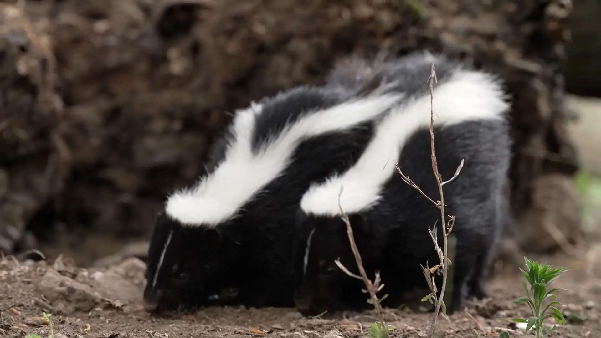Flauschig, quirlig – und mit besonderer „Duftnote“ Nachwuchs im Tiergarten Kleve