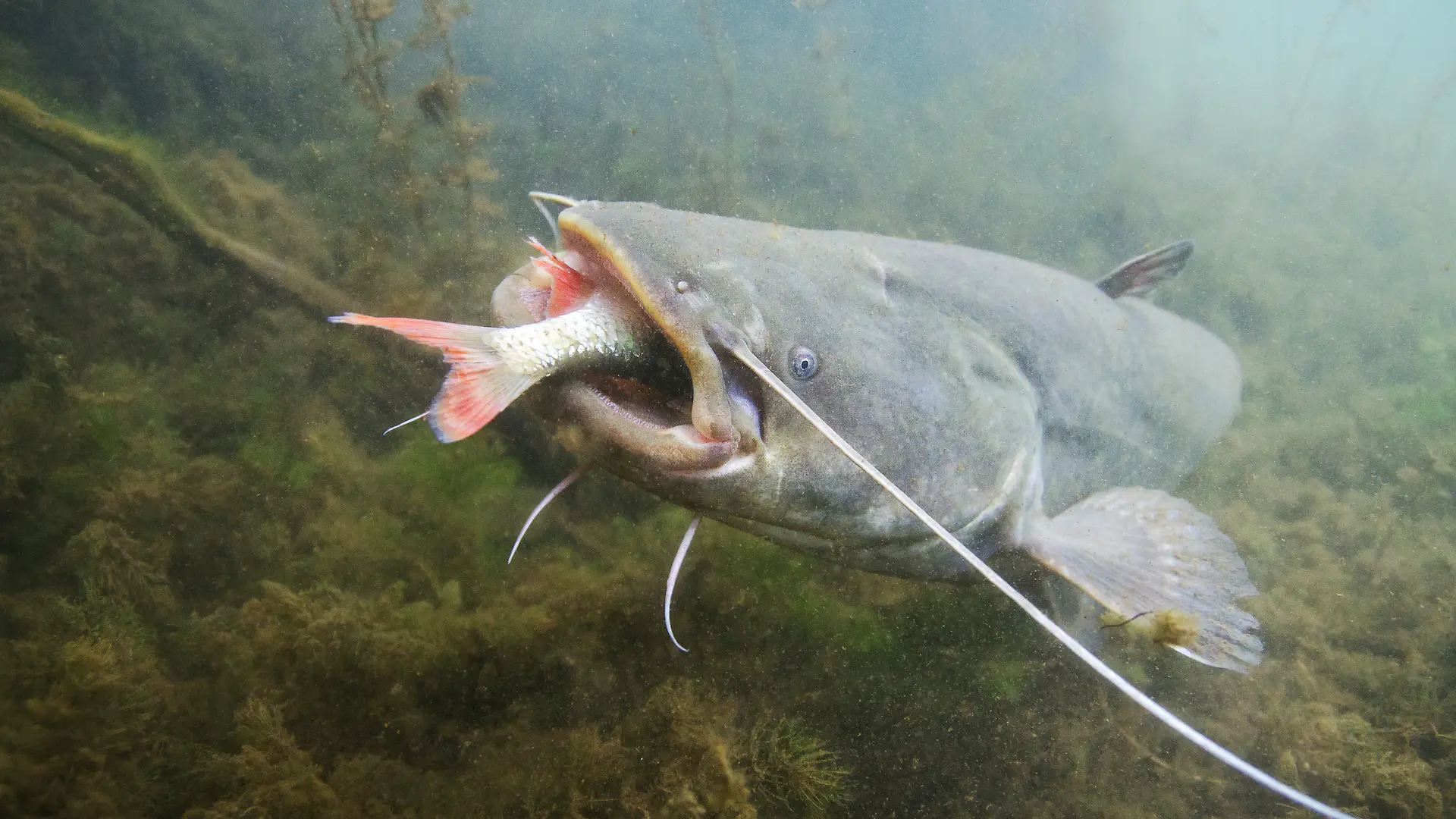 Riesenwels breitet sich im Gardasee aus