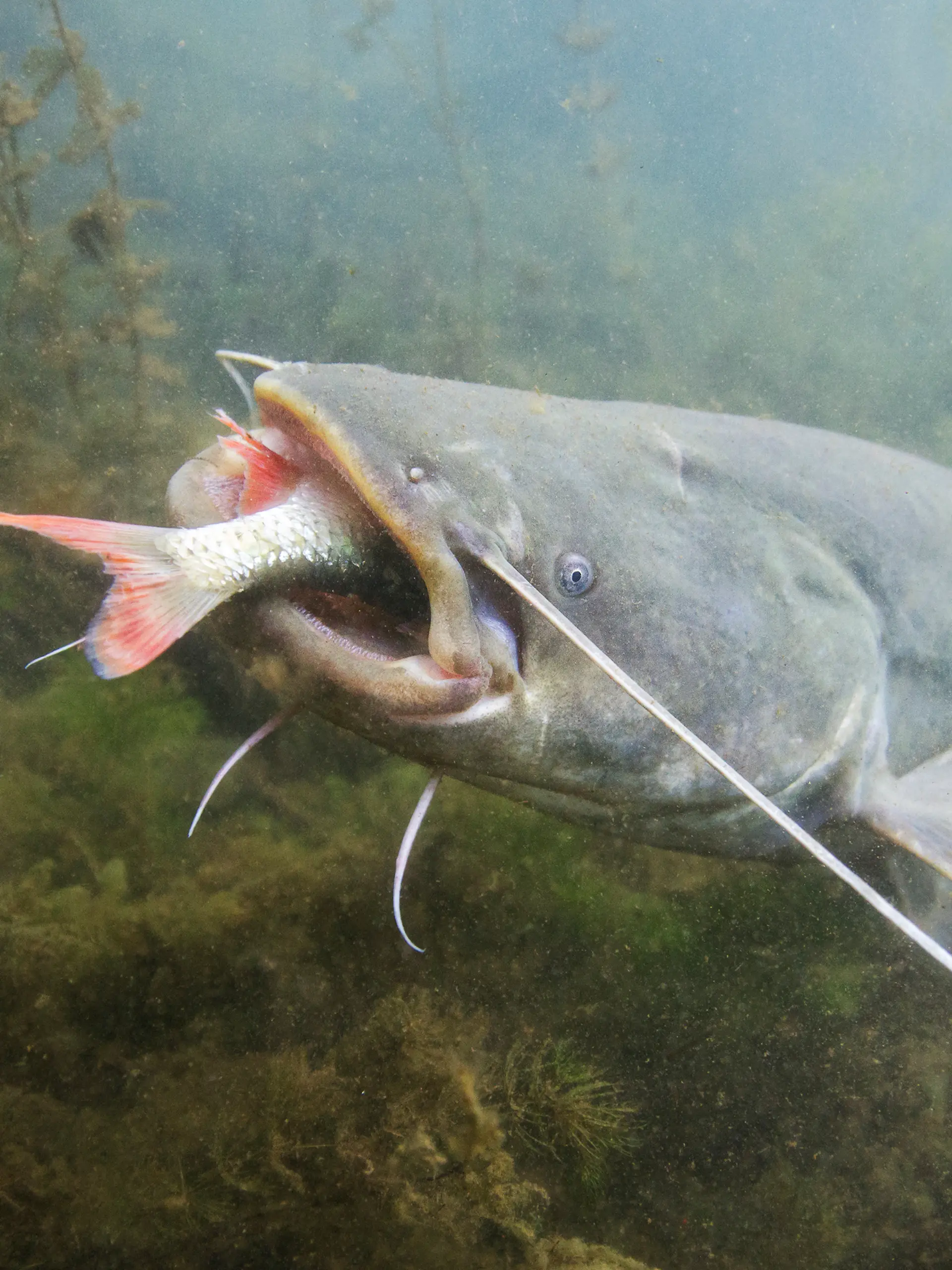 Riesenwels breitet sich im Gardasee aus