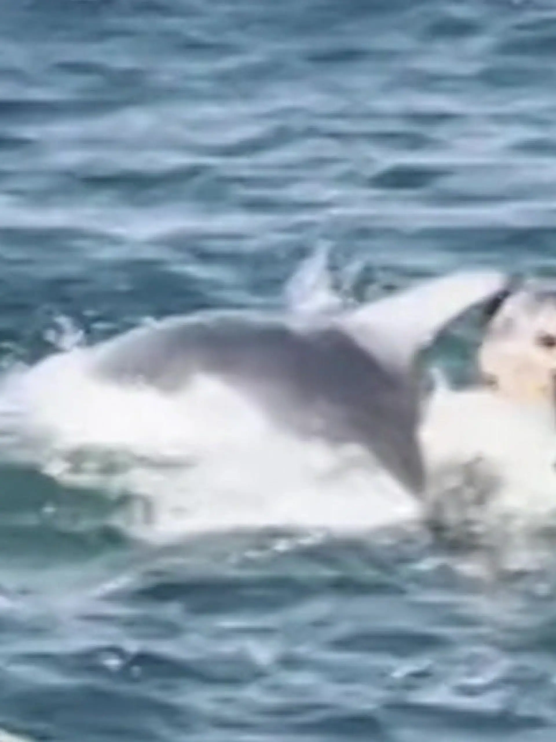 Bild zu: "Unter Wasser gedrückt! Delfin rächt sich an Schwimmer – weil er DAS macht"
