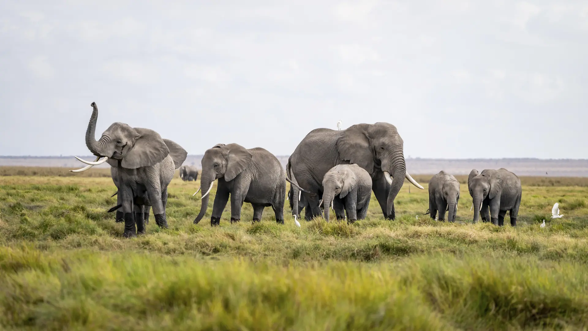 Herde Afrikanischer Elefanten im Amboseli Nationalpark, Kenia