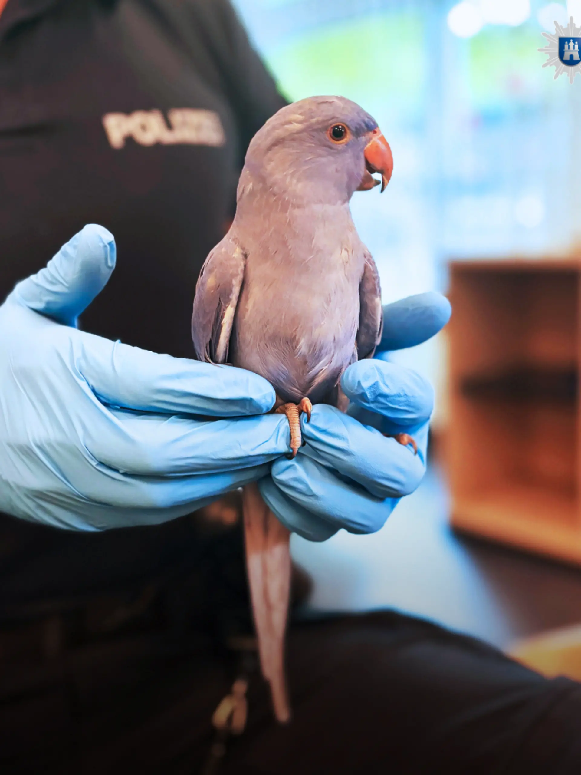 Bild zu: "Kleiner Ausreißer landet nach Irrflug bei der Polizei"