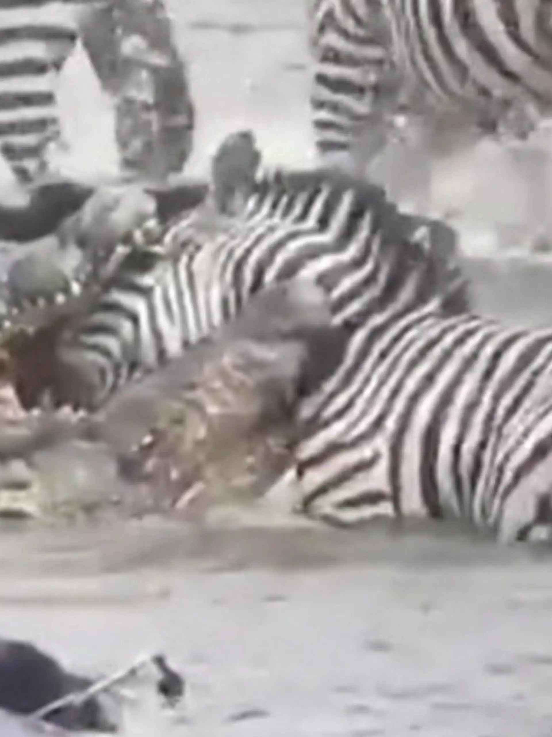 Bild zu: "Ganzer Kopf in Krokodilmaul! Hilfloses Zebra steckt in brutaler Killer-Zange fest"