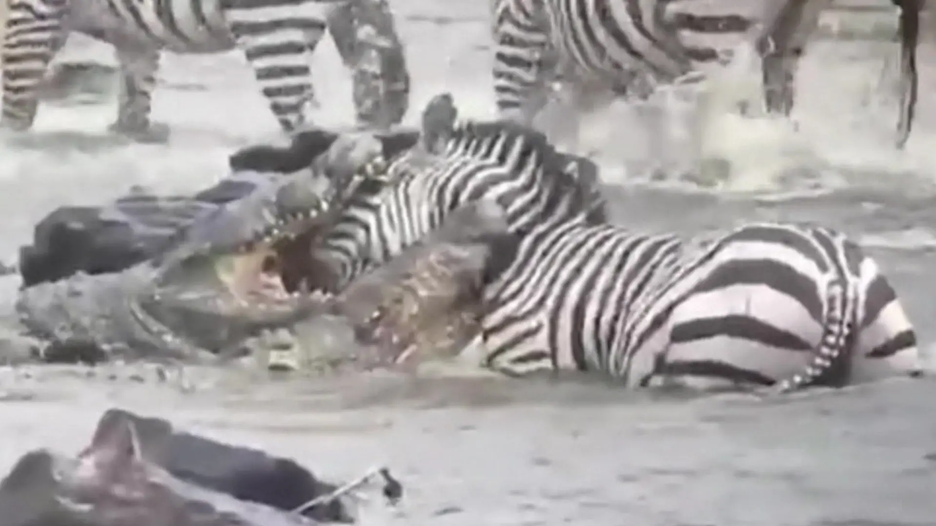 Ganzer Kopf in Krokodilmaul! Hilfloses Zebra steckt in brutaler Killer-Zange fest Festmahl bei Tierwanderung?